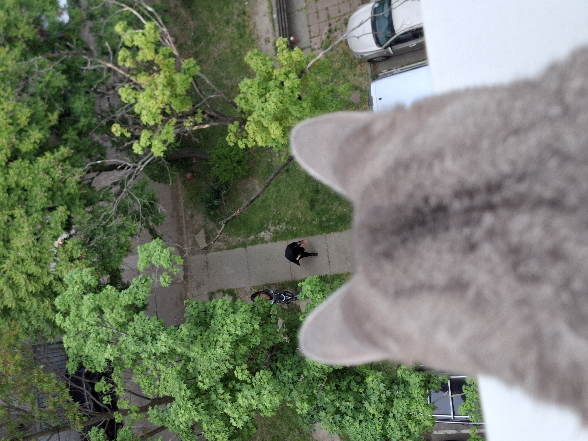 A high-angle photograph captures an urban street scene from the perspective of a grey, tabby-patterned cat, whose blurred head and ears dominate the right foreground, suggesting it is looking down from a balcony or window ledge.
The midground and background depict a vibrant green landscape of deciduous trees with full, fresh foliage, indicative of spring or early summer. A paved sidewalk or pathway winds through grassy areas beneath the trees. On this sidewalk, a person dressed entirely in black is visible, appearing to stand or walk next to a bicycle which is also mostly black with some white accents. The person's posture suggests they might be interacting with the bicycle or looking down.
Further in the background, a street is visible with at least two parked cars; one is a light-colored sedan, and another is a white vehicle. The lighting suggests it is daytime, possibly under overcast conditions or during a milder part of the day, as there are no harsh shadows. The overall setting is an urban or residential area in Novi Sad, Serbia, characterized by its leafy trees, paved infrastructure, and parked cars. No discernible text is visible within the image.