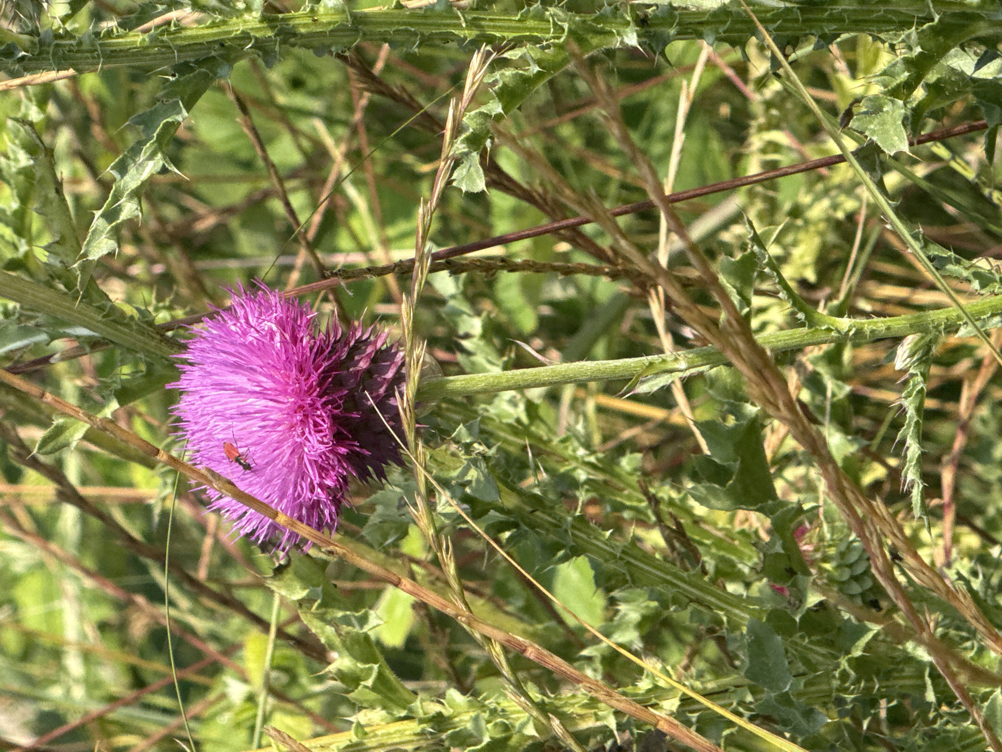 A close-up, eye-level shot features a vibrant pink thistle flower as the central subject, positioned in the upper center of the frame. The flower is surrounded by a dense tangle of green foliage and dry, brown grasses, creating a natural, outdoor setting. The thistle bloom is fluffy and spherical, composed of many thin, pointed petals. On the left side of the bloom, a small, red insect with black legs and antennae is visible. The thistle's stem is green and appears slightly fuzzy. The background consists of out-of-focus green leaves and other vegetation, suggesting a grassy or wild environment. The lighting suggests a bright, sunny day. This image was taken in Sozopol, Bulgaria.