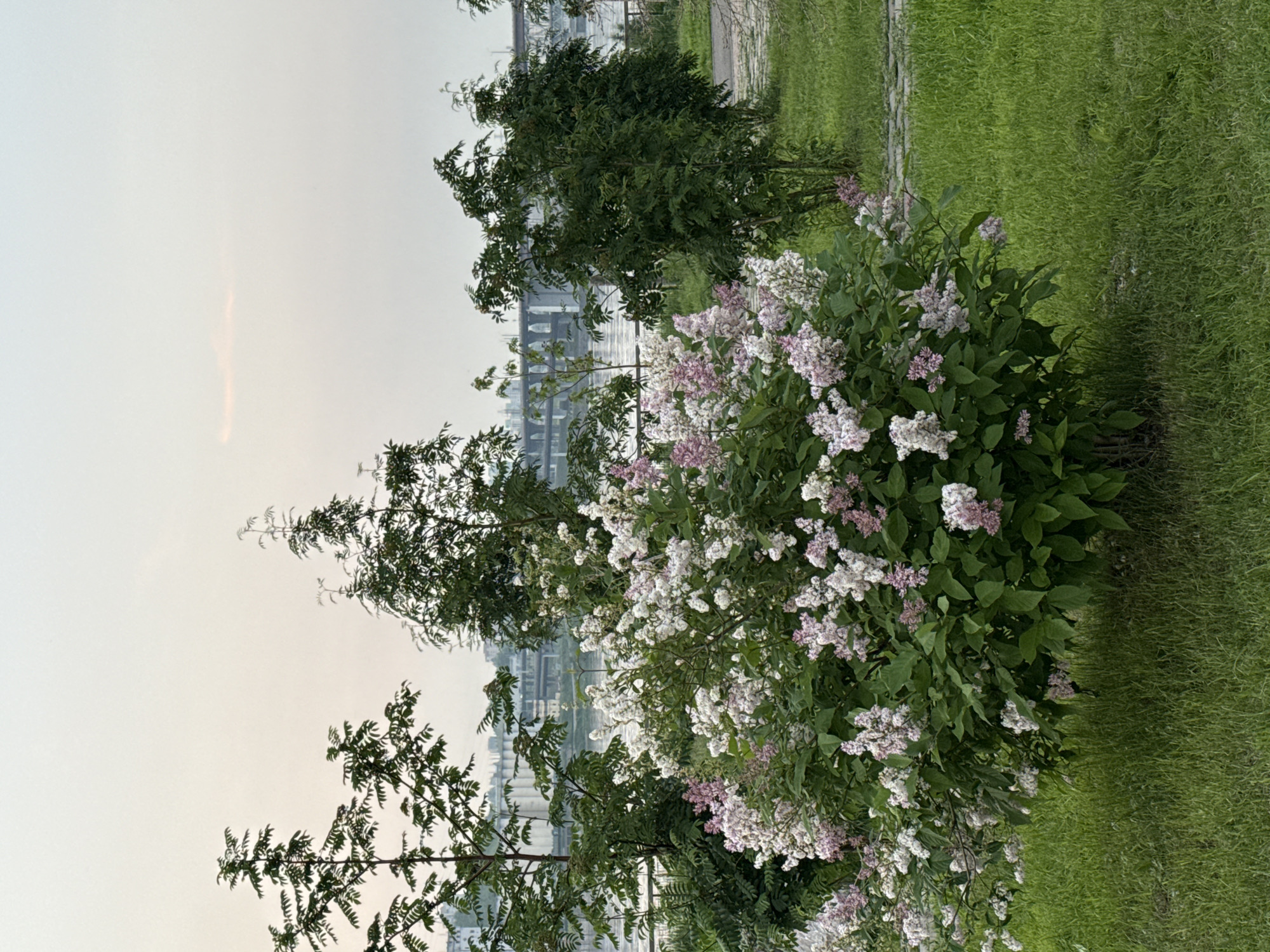 This media file captures a scene in Krasnoyarsk, Russia, likely during late spring or early summer. The image is oriented vertically, showcasing a lush green grassy area on the right side, bordered by a paved pathway. In the foreground, a flowering bush with clusters of white and light purple blossoms dominates the center-left. Behind the flowering bush, a larger, darker green tree stands. In the background, a body of water, possibly the Yenisei River, is visible, with a cityscape of buildings and structures on the far bank. The sky is overcast and light, suggesting either early morning, late afternoon, or a generally cloudy day. There is no visible text. The overall atmosphere is peaceful and serene, highlighting the natural beauty of the location with the urban landscape in the distance.