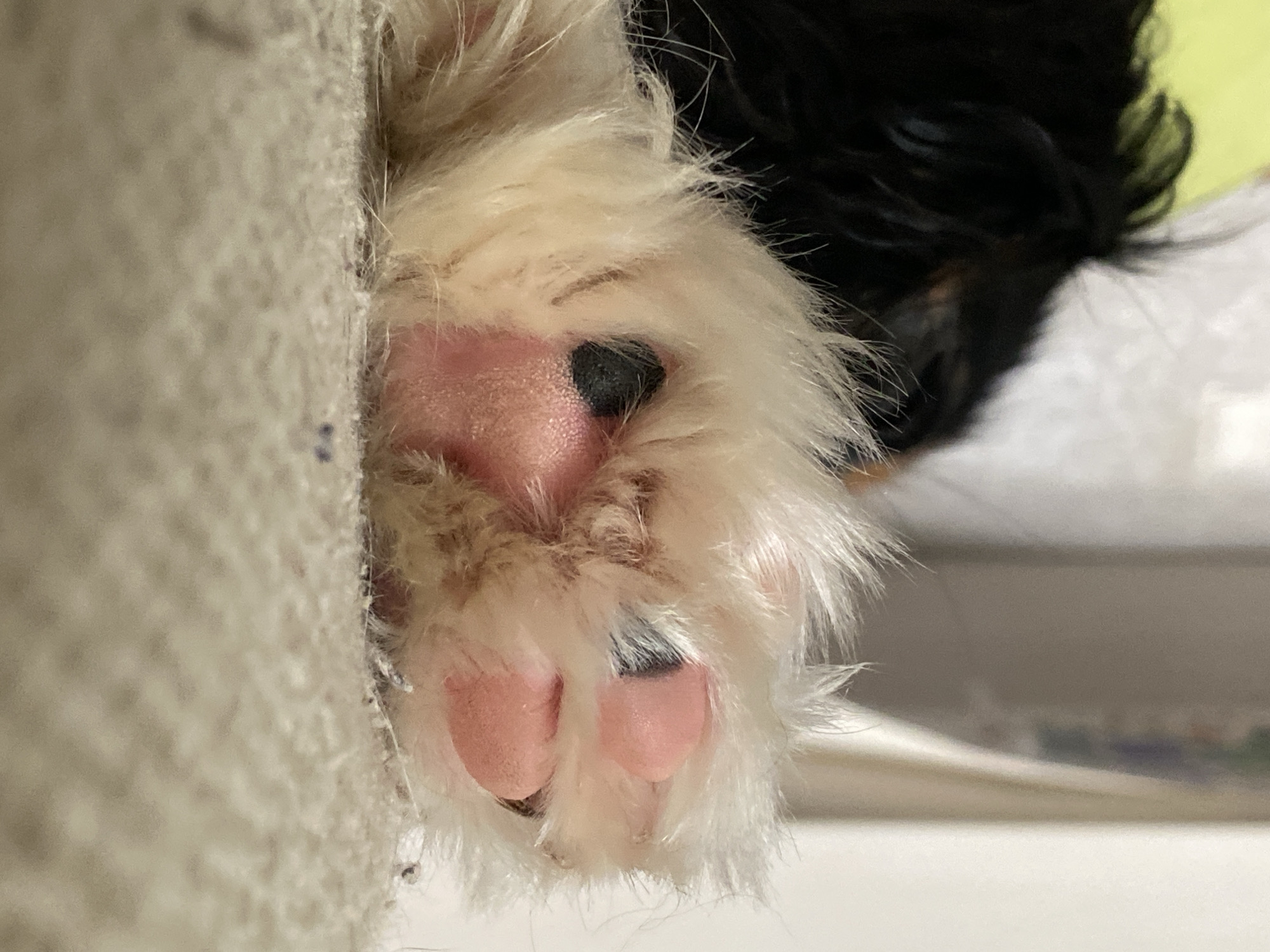 The image is a close-up, eye-level shot of a furry, light-colored paw with pink pads resting on a textured, beige surface. The paw appears to belong to a small animal, possibly a dog or cat, with dark fur visible in the upper left corner of the frame. The background is blurred, with hints of white and light brown. There is no identifiable information about the location being Votkinsk, Russia.