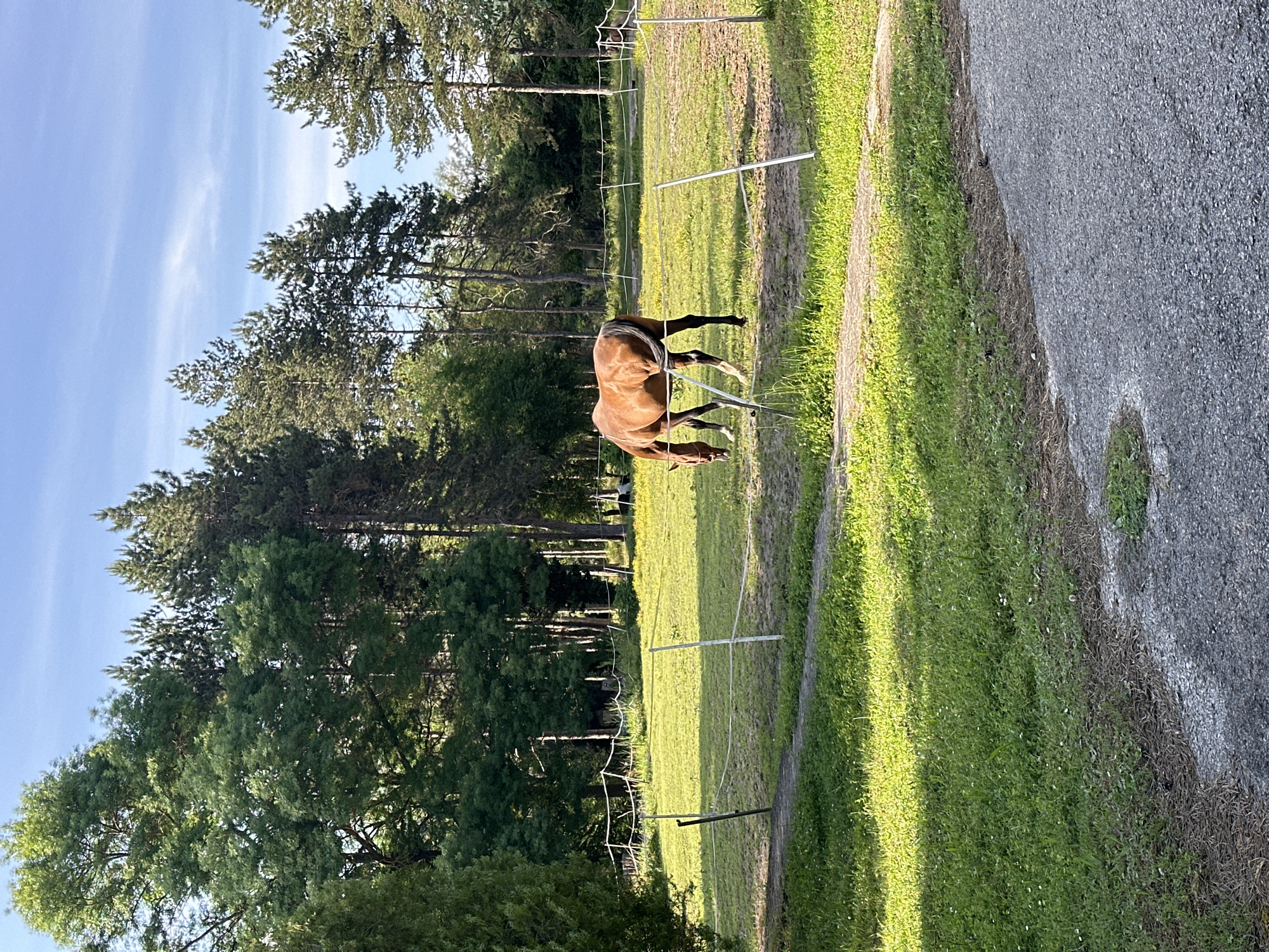 In Ravna Gora, Bulgaria, a brown horse grazes in a fenced pasture under a clear sky with wispy clouds. The pasture is lush green, with scattered yellow wildflowers. A gravel path borders the foreground, leading into the grassy area. The background features a dense forest of tall, mature trees, including pines. A white electric fence encloses the pasture, marked by white posts. The scene is illuminated by natural daylight, casting shadows from the trees.