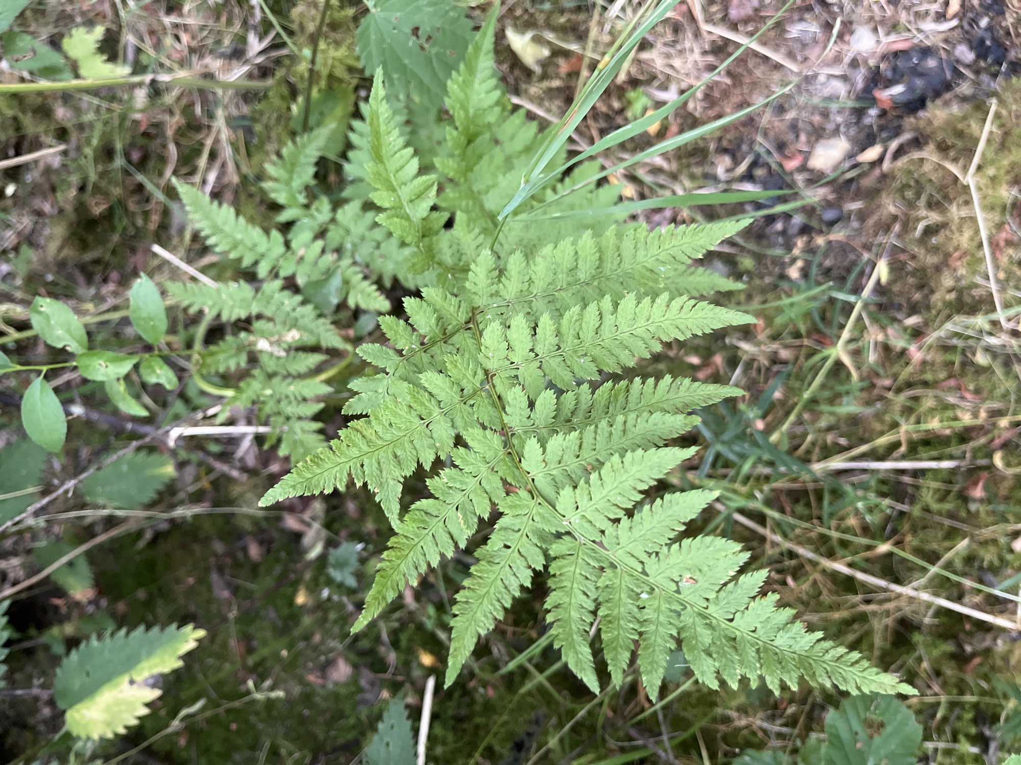 An overhead shot captures a vibrant green fern with deeply serrated fronds in a woodland setting. The fern is positioned centrally in the frame, its delicate leaves fanning out against a backdrop of dry leaves, moss, and thin, pale twigs. The surrounding vegetation appears damp and natural, indicative of a forest floor. The image provides no information about the city of Saint Vith, Belgium, or any human presence.