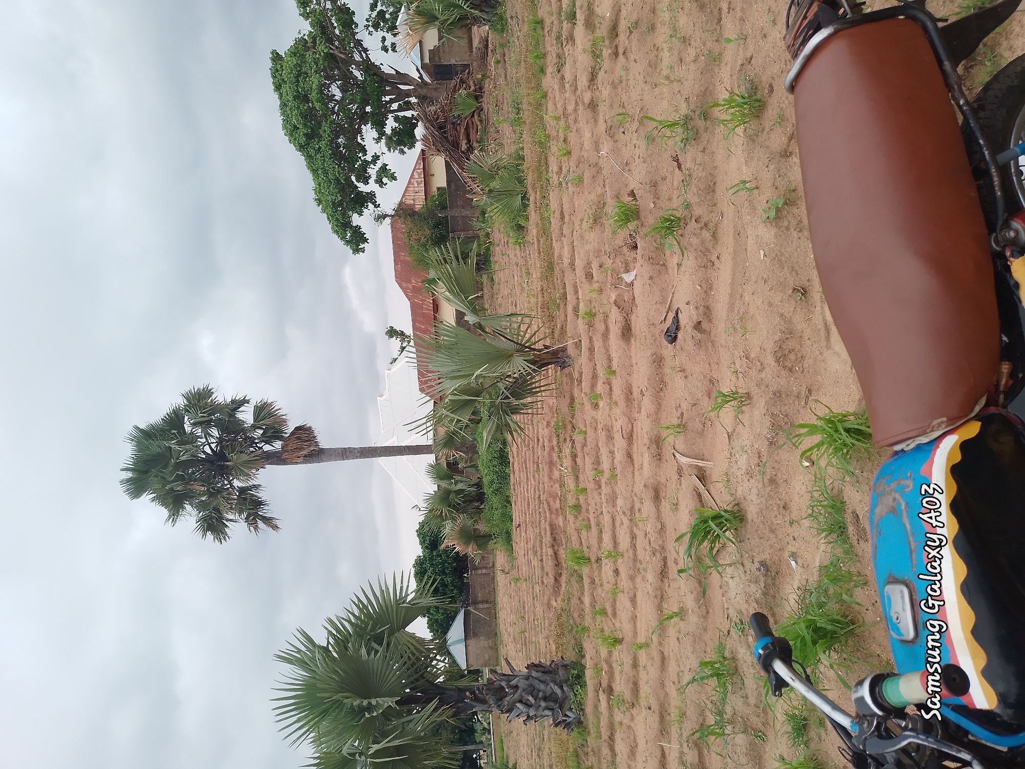 In Angwan Hausawa, Nigeria, an open field is depicted under a cloudy sky. The foreground features a motorcycle with a brown seat and a blue, black, yellow, and white painted fuel tank. A prominent palm tree stands to the left of the frame, with its base surrounded by vegetation. The field is characterized by rows of tilled soil, with young green shoots of crops sparsely scattered throughout. In the background, several buildings with corrugated metal roofs are visible, along with other palm trees and foliage. The overall environment suggests a rural or semi-rural setting.