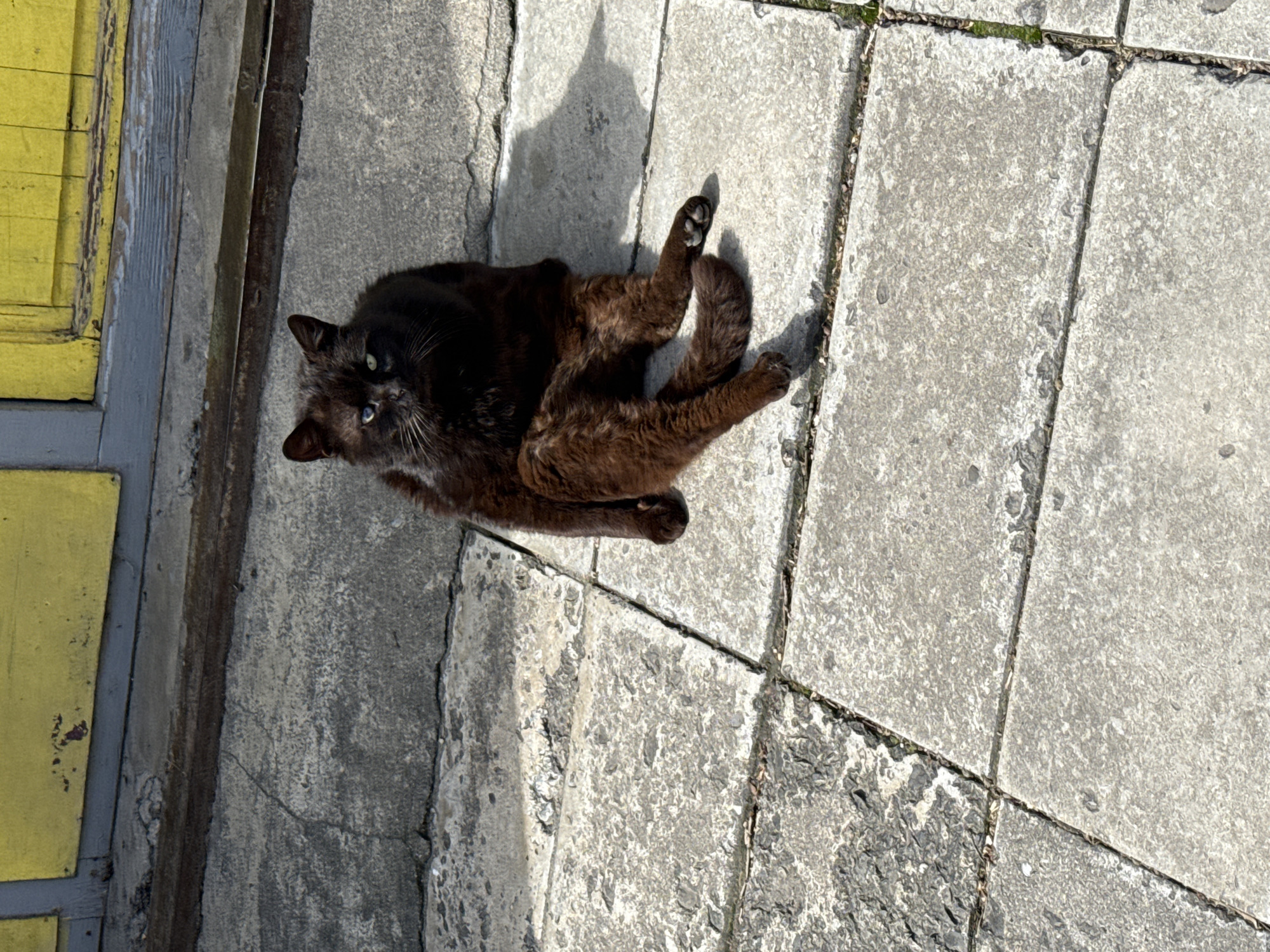 A cat is lying on concrete paving stones next to a yellow door or frame. The cat has dark fur, possibly black or dark brown. The paving stones are light gray and show signs of wear and weathering. The scene is bathed in sunlight, casting shadows. The exact location in Varna, Bulgaria cannot be determined from the image alone.