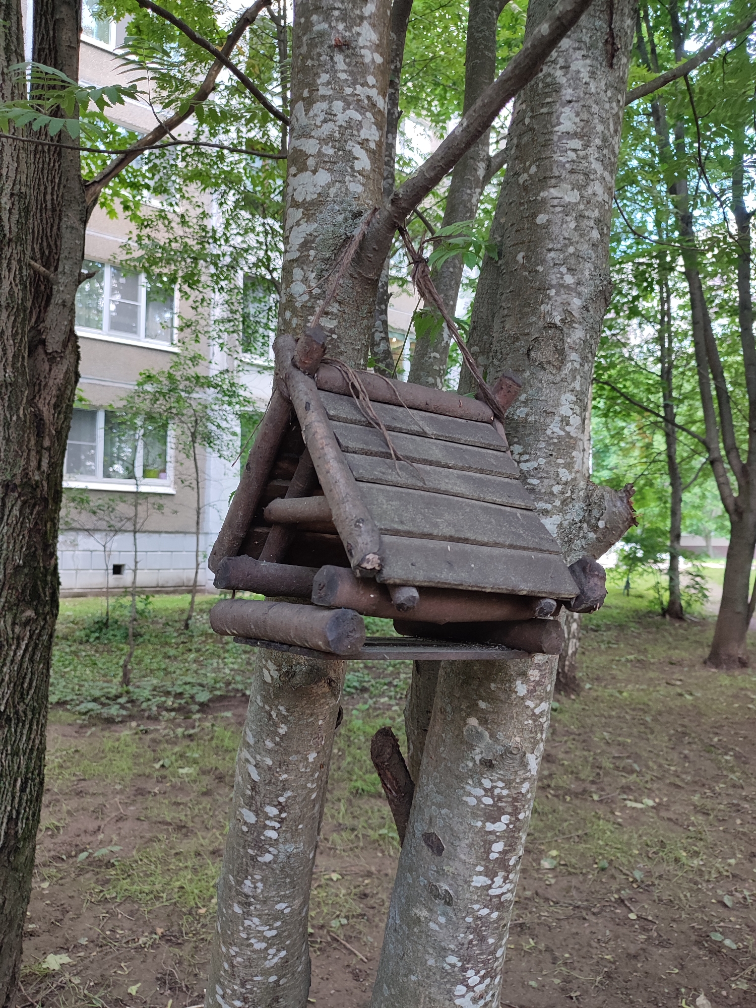 A homemade wooden bird feeder hangs from two trees in a courtyard, with a building visible in the background. The bird feeder, constructed from rough-hewn logs and planks, has a triangular roof and a flat base. It is suspended by thin wires attached to the trees. The trees themselves have textured bark, some with patches of lichen. The ground beneath is a mix of dirt and sparse green grass. The building appears to be an apartment complex, with several windows visible. The scene is set in Vsevolozhsk, Russia, on a cloudy day.