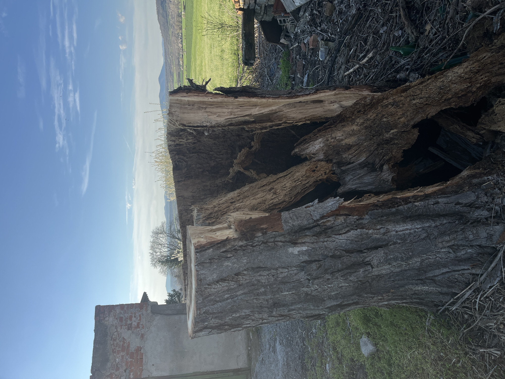 The image depicts a large, decaying tree trunk lying on its side near a partially collapsed brick structure, possibly an old building or wall. The trunk is significantly hollowed out and split, revealing the inner wood. Surrounding the trunk are various debris and vegetation. In the background, a field of green grass stretches toward a distant mountain range under a blue sky with scattered clouds. The location is implied to be in or near Lozarevo, Bulgaria, based on the prompt. There are no people visible in the image. The focus of the scene is the decaying tree trunk and the surrounding environment.