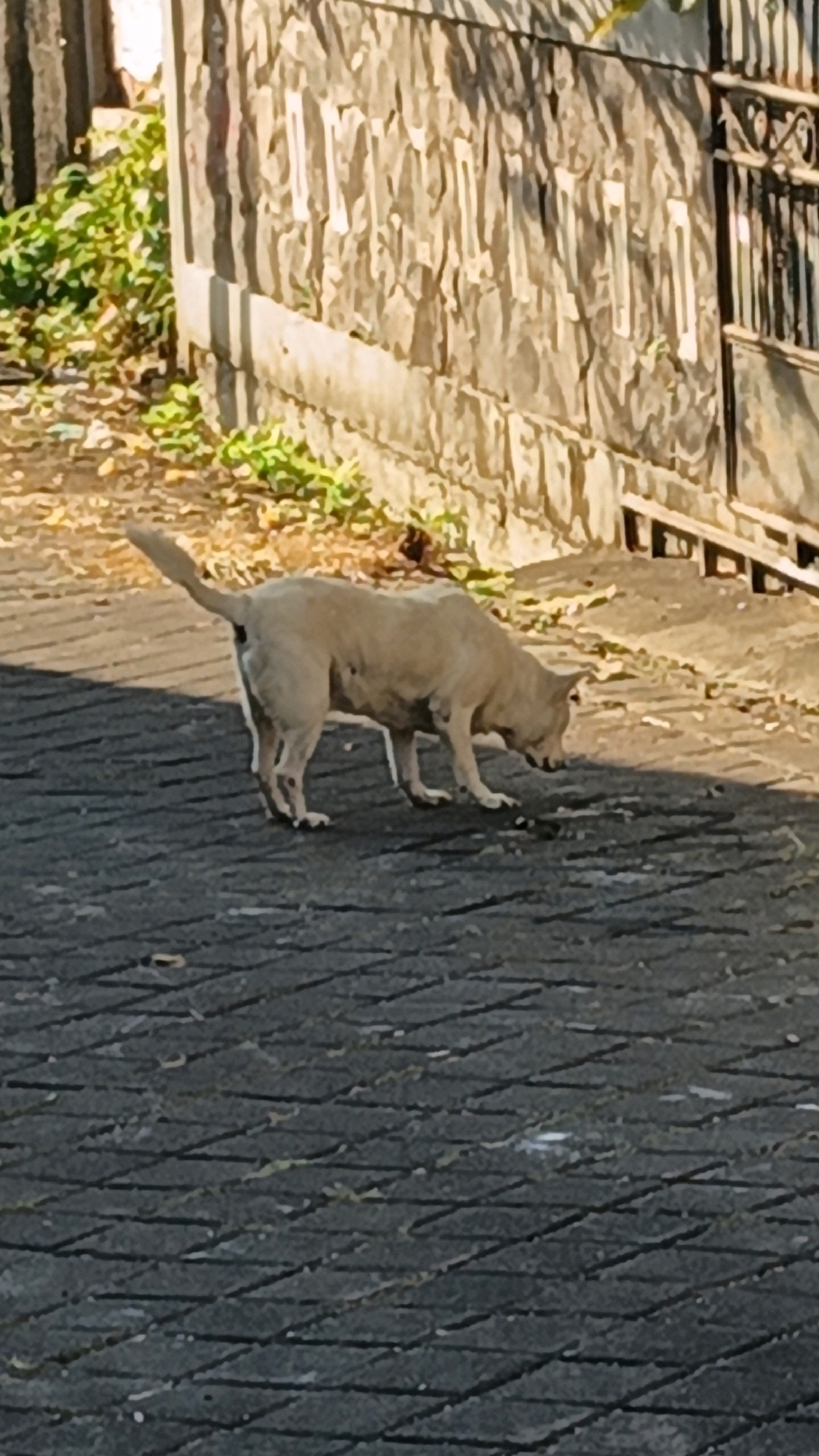 An off-white dog is sniffing the ground on a paved walkway in front of a stone wall. The walkway is made of dark grey interlocking pavers laid in a pattern. To the left of the walkway, there is an area of dry leaves and green vegetation. Behind the dog, a textured stone wall with lighter colored vertical accents runs horizontally. A dark metal gate is visible on the right side of the wall. The lighting suggests it is daytime, with strong shadows cast on the walkway. The environment appears to be outdoors, possibly in a residential or urban setting.
