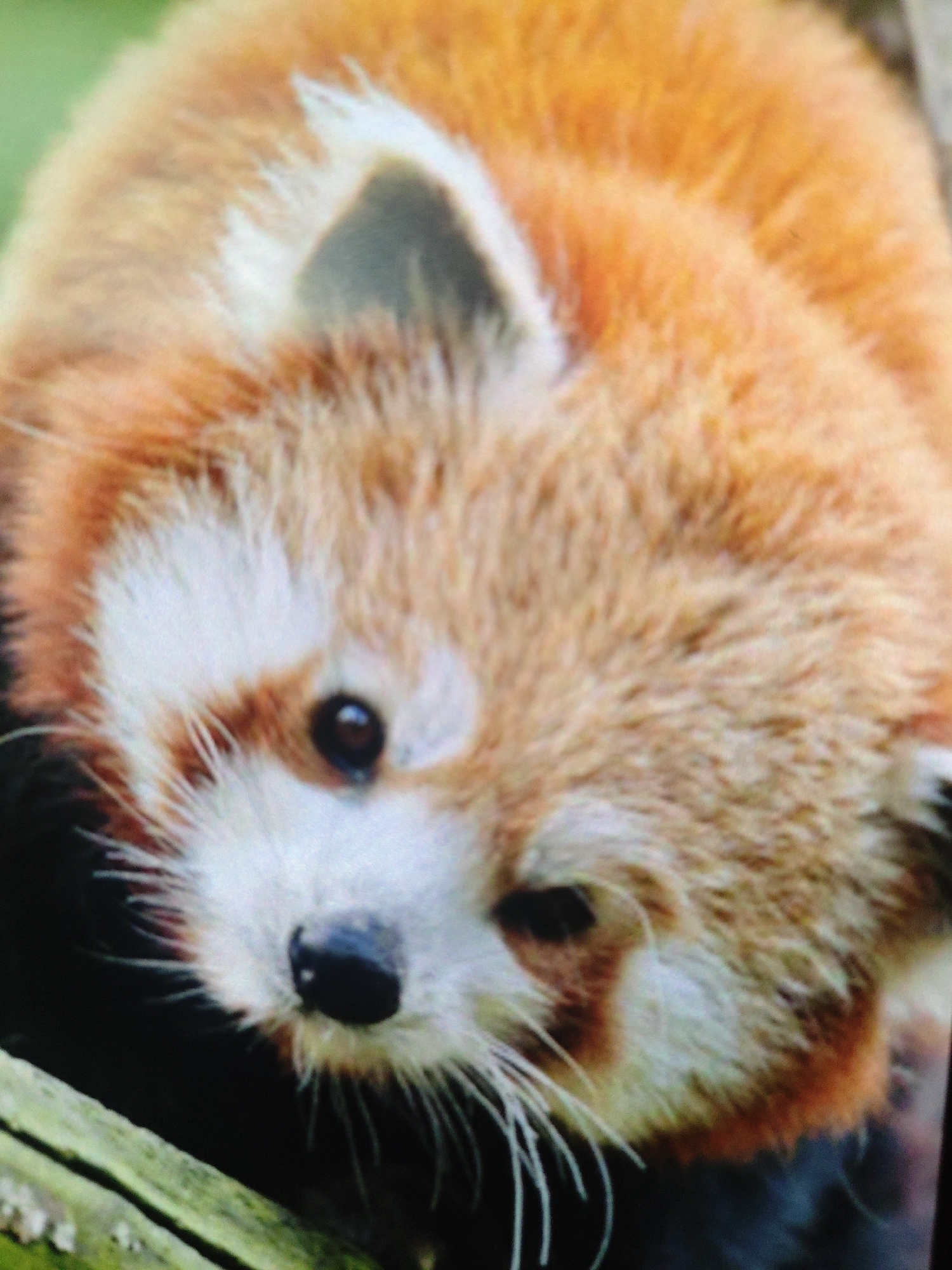 The image is a close-up, slightly blurry photograph of a red panda. The red panda is facing forward, with its head and upper body filling most of the frame. Its fur is a mix of reddish-brown and white. The red panda has dark eyes and a dark nose, with white markings around its eyes and muzzle. The background is out of focus, showing green and dark areas. There is a hint of a wooden or branch-like object in the lower left corner. The photograph does not depict any specific location in the city of Armavir, Russia, nor does it contain any information about people or actions.