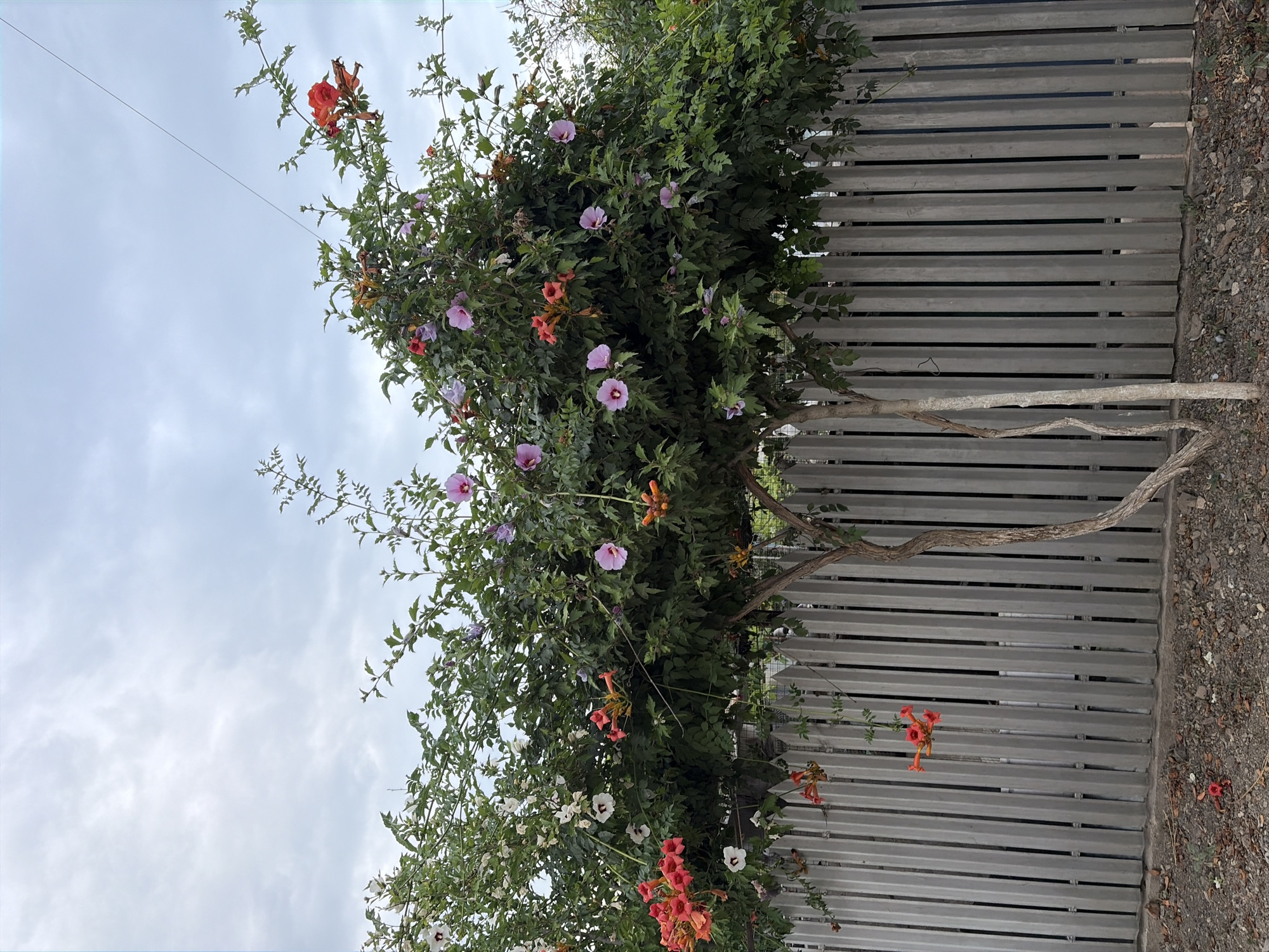 The image shows a tree with vibrant orange and pink flowers in front of a grey, vertical-slatted fence. The tree has dark green foliage and two visible trunks, with some branches extending over the fence. Several orange trumpet-shaped flowers and pink hibiscus-like flowers are in bloom. A few fallen orange flowers are visible on the ground in front of the fence. The sky is overcast with grey clouds. The setting appears to be a residential outdoor area, consistent with a location in the city of Oxentea, Moldova. There are no people or animals depicted in the image.