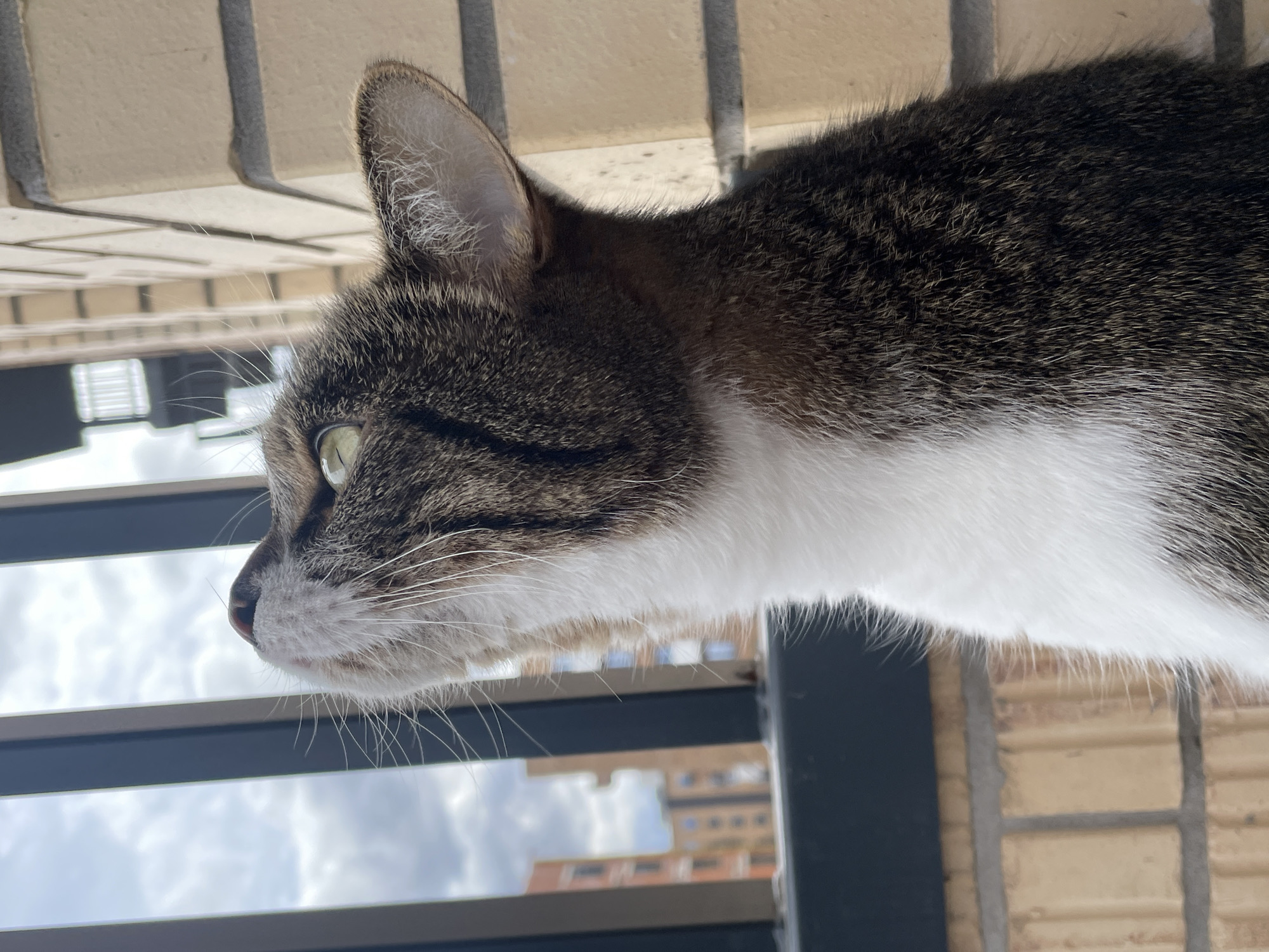 A close-up, eye-level shot captures the profile of a tabby cat looking intently to the left, likely from a balcony or window in Pervomaysky, Russia. The cat has short, dense fur with a mix of dark brown, grey, and black stripes, and a prominent white chest and muzzle. Its visible left eye is a bright, alert green or amber color, and several long white whiskers extend from its snout.
The cat is positioned against a backdrop that includes a light brown brick wall on the right and behind its head. Below the cat's head and body, a dark metal railing runs horizontally, indicating an elevated outdoor setting. Through the gaps in the railing, a partly cloudy sky and distant urban buildings are visible, suggesting a city or town environment. The lighting is bright and clear, indicating it is daytime. The cat appears focused, observing something outside the frame. There is no visible text.