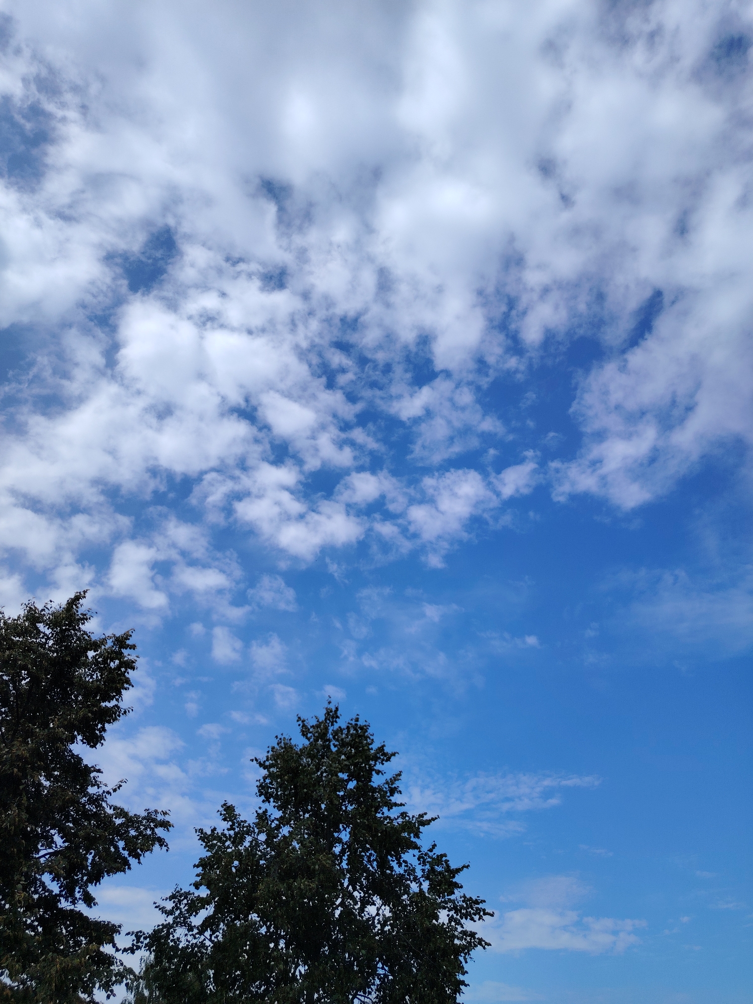 A bright blue sky with scattered white clouds fills the majority of the image. Two dark green trees with dense foliage are visible in the lower portion of the frame, one on the left and one on the right, partially obscuring the sky. The trees appear to be in a natural or park-like setting. The scene is static and depicts an outdoor environment.