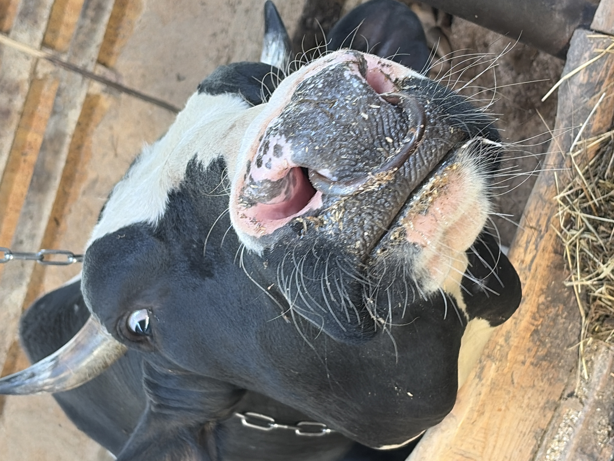 A close-up, high-angle shot captures the face of a black and white cow, looking upwards and slightly to the left, likely at the photographer. The cow's prominent snout, covered in textured black skin with patches of pink and bits of hay or dirt, dominates the center of the frame. Long, white vibrissae (whiskers) extend from around its muzzle. One nostril is clearly visible, revealing its pink interior.
A dark, reflective eye with a hint of white around the pupil can be seen on the left side of its head, below a partially visible horn. A metal chain is draped around the cow's neck. The background consists of blurred wooden structures, possibly a fence or a feeding trough, and scattered dry hay, indicating an agricultural setting such as a farm or barn in Чумна, Russia. The lighting is bright, suggesting daytime. The cow's expression appears curious or docile. No text is visible in the image.