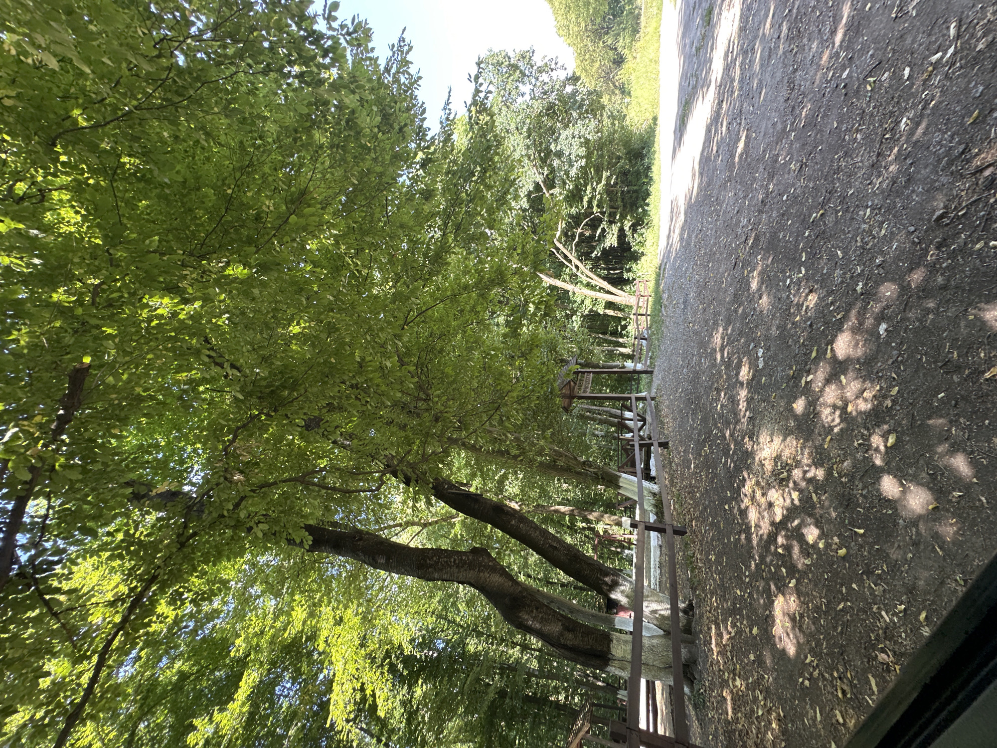 The image depicts a shaded area in a forest, likely a picnic spot or rest area, located in Shatava, Ukraine. The foreground is a dirt and gravel path, scattered with fallen leaves and dappled with sunlight filtering through the dense green canopy of trees overhead. To the left, a wooden fence runs along the edge of the path, bordering several large trees with white paint applied to their lower trunks. Behind the fence, wooden picnic benches are visible, suggesting a recreational use of the area. Further back, a small wooden structure, possibly a gazebo or information stand, is present. The background consists of more trees and foliage, with a brighter, open area to the far right, possibly a road or clearing. The lighting suggests it is daytime, with the sun high in the sky. There are no people visible in the image.