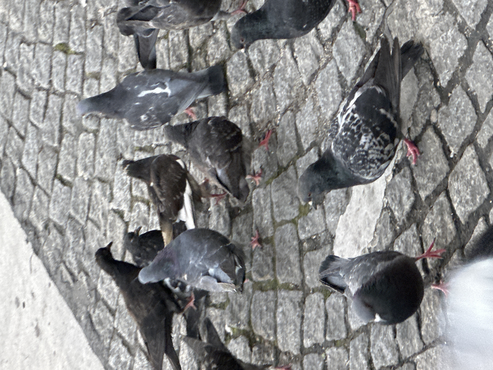 A high-angle shot shows a flock of pigeons pecking at the ground in what appears to be a public space paved with interlocking gray cobblestones. The birds are predominantly gray with varying patterns of darker markings on their wings and backs. Their red feet are visible as they stand on the cobblestone surface. The edge of a concrete structure is partially visible along the left side of the frame. The location appears to be in Paris, France, due to the distinctive cobblestone pavement commonly found in the city. There are no people visible in the image.