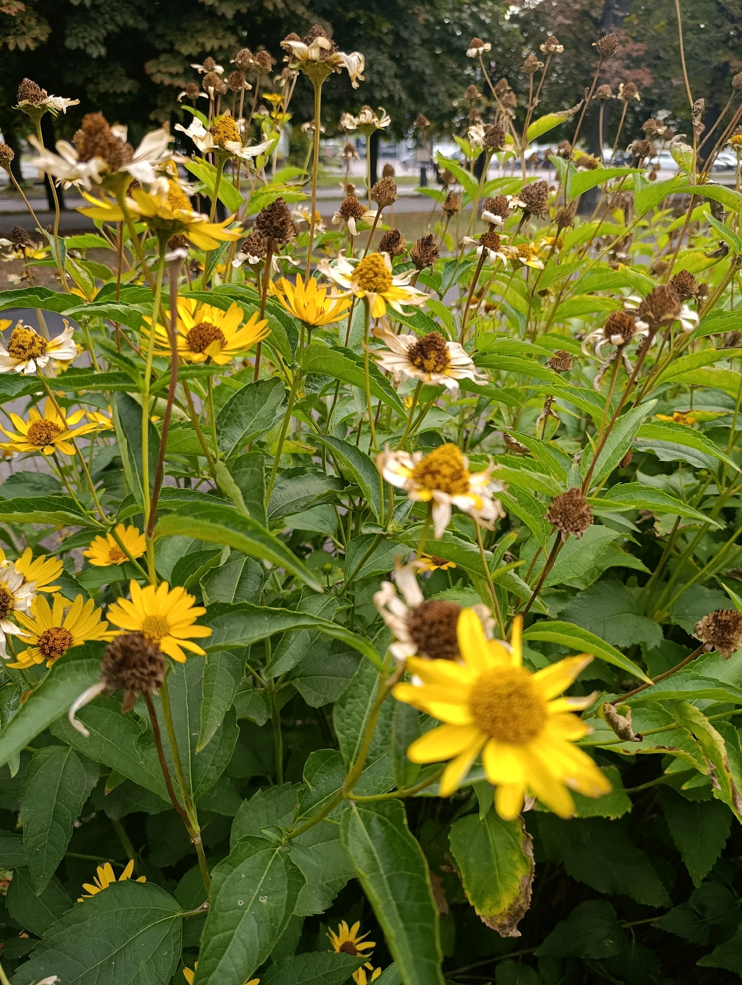 This is a close-up, vertical shot of a patch of blooming yellow and dried brown flowers with green foliage. The flowers are primarily yellow with brown centers, and some are wilting or have already dried, leaving brown seed heads. The green leaves are broad and slightly serrated. The background is out of focus, showing hints of trees and what appears to be a road or sidewalk, suggesting an outdoor, possibly urban, setting. There are no people or animals visible in the image. The lighting suggests it is daytime, possibly overcast. Without further information, the specific location in Cherkasy, Ukraine cannot be determined from the image alone.