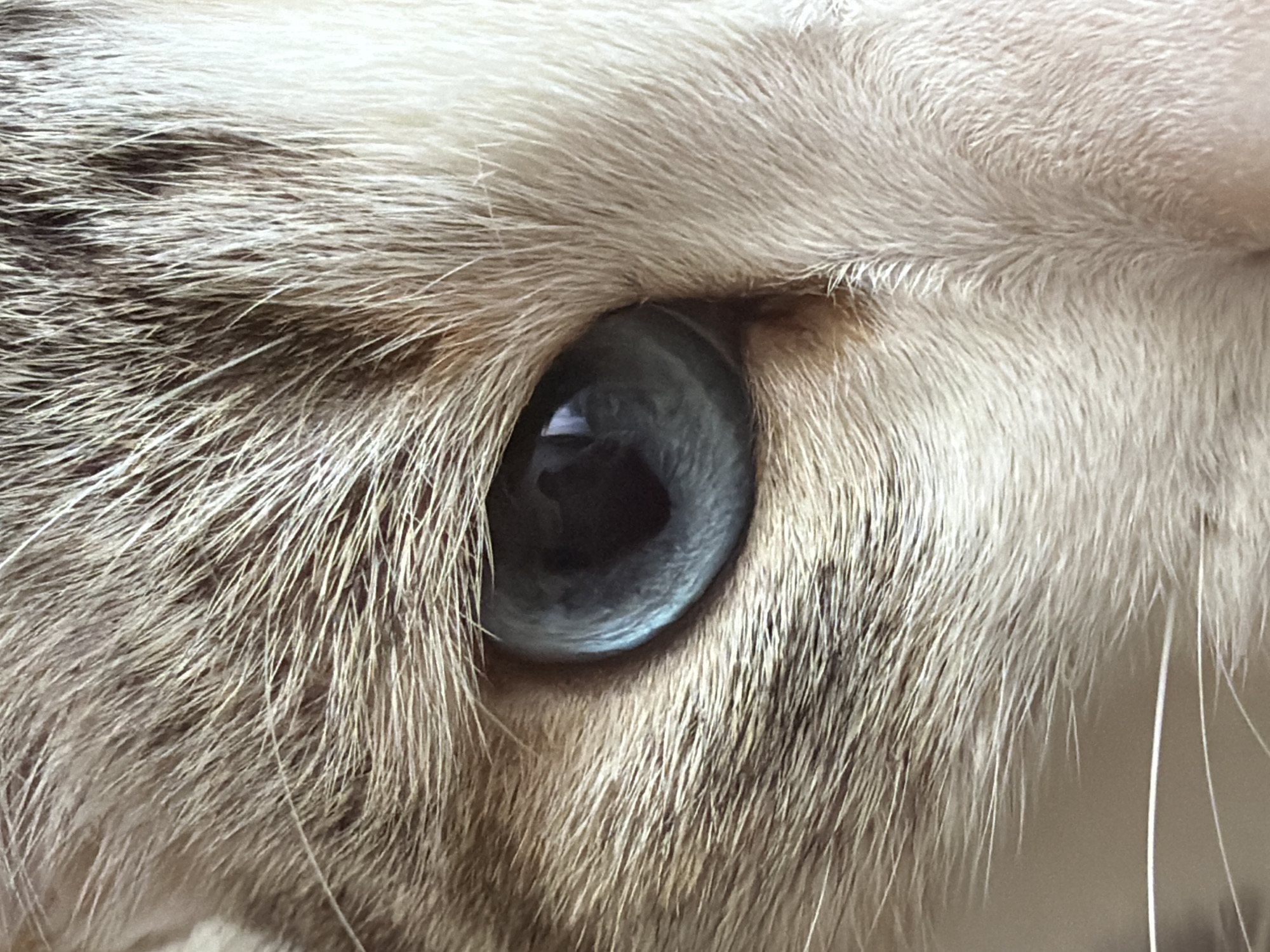 The image displays an extreme close-up of a feline's right eye. The eye features an elliptical pupil reflecting a light source, likely a window or artificial illumination, and a light blue to grey iris. The fur immediately surrounding the eye consists of fine hairs in shades of brown, grey, and white, indicative of a tabby or pointed coat pattern. The fur appears dense and well-groomed. Multiple long, white whiskers extend from the lower-left quadrant of the frame. No other subjects, objects, actions, or interactions are discernible within the frame. The immediate environment beyond the subject's fur is indistinct. The specific location within the city of Izhevsk, Russia, is not discernible from the visual information provided.