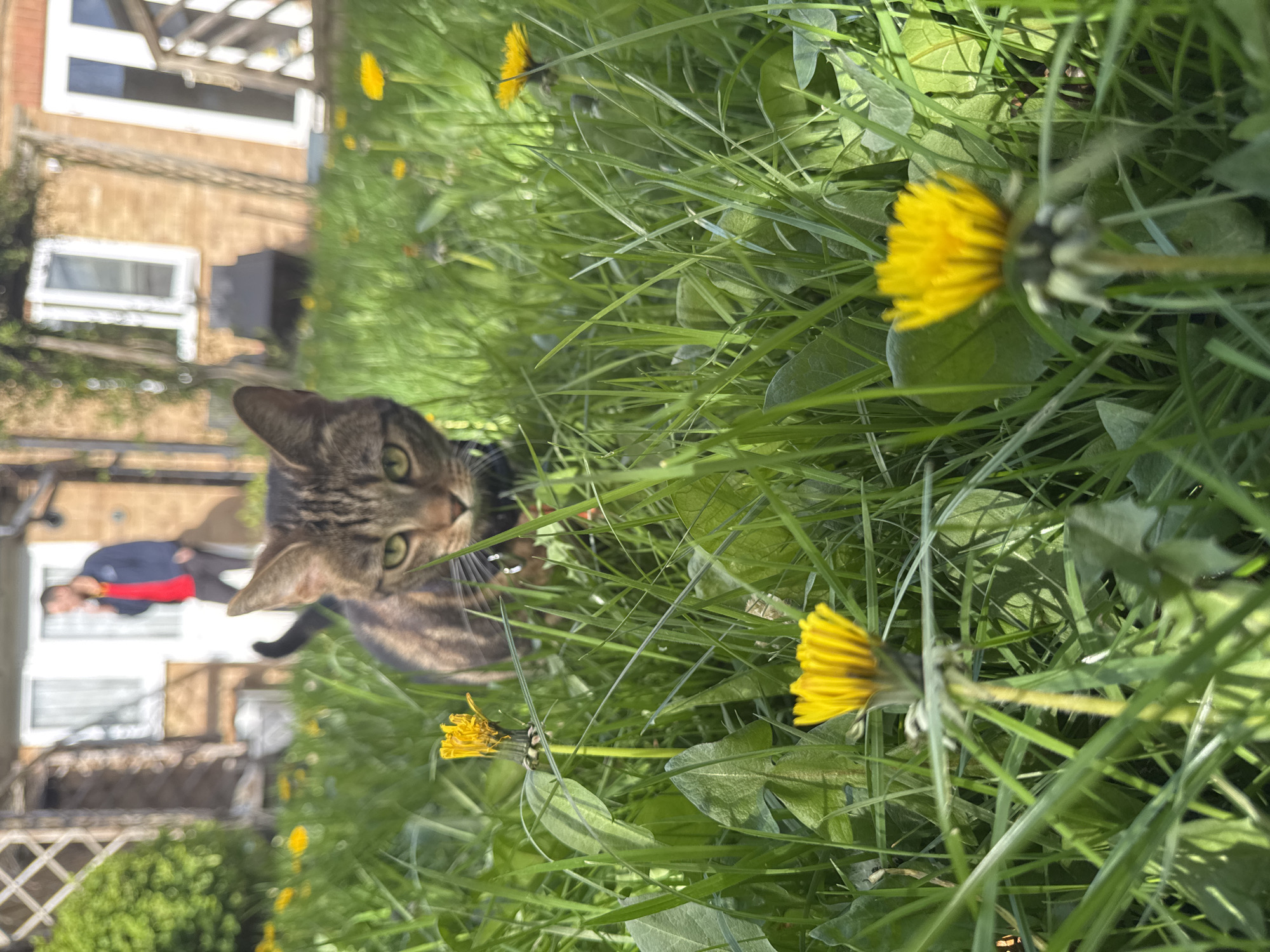 The image shows a tabby cat in grassy area with dandelions. The cat is in the lower left of the frame, facing forward. There are a few dandelions scattered around, mostly on the right side of the image. In the background, out of focus, is a house, and a person is walking towards the house. The photo appears to have been taken in Desborough, United Kingdom.