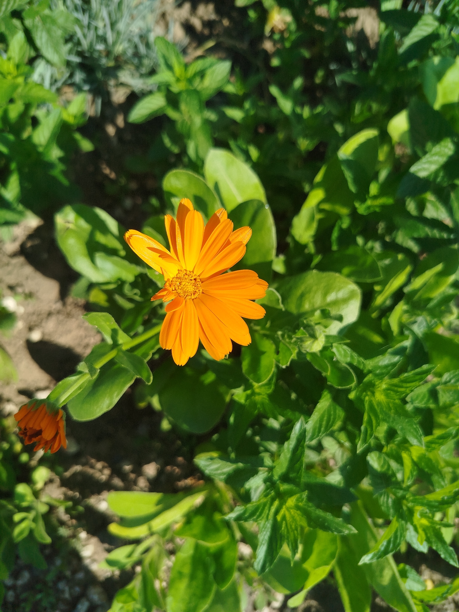 An orange calendula flower is in bloom, with its petals spread wide. To the left and slightly below, a smaller calendula bud is visible. The flowers are surrounded by lush green foliage, with some shadows cast on the ground. The scene is set outdoors, in what appears to be a garden.