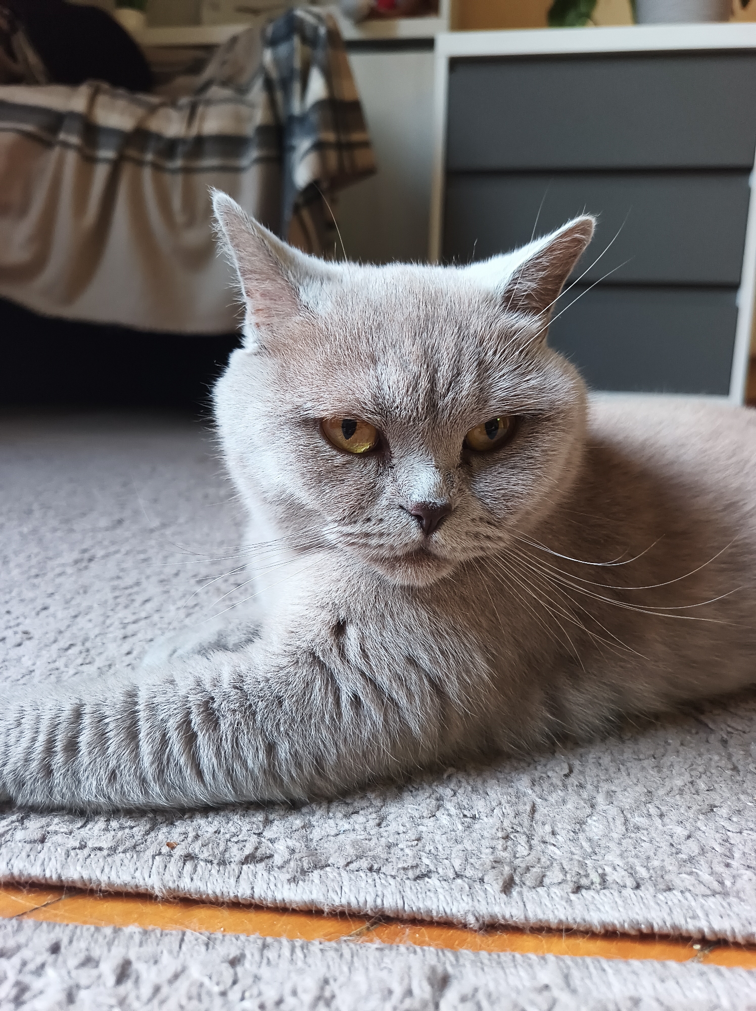 A light gray British Shorthair cat is lying down on a gray textured carpet. The cat has yellow eyes and is looking towards the camera with a neutral expression. Its left paw is extended in front of it, resting on the carpet. In the background, there is a blurred view of a bed with a plaid blanket and a white and gray cabinet. The lighting suggests it is daytime. The scene appears to be indoors, possibly in a bedroom or living room. There is no visible text in the image.