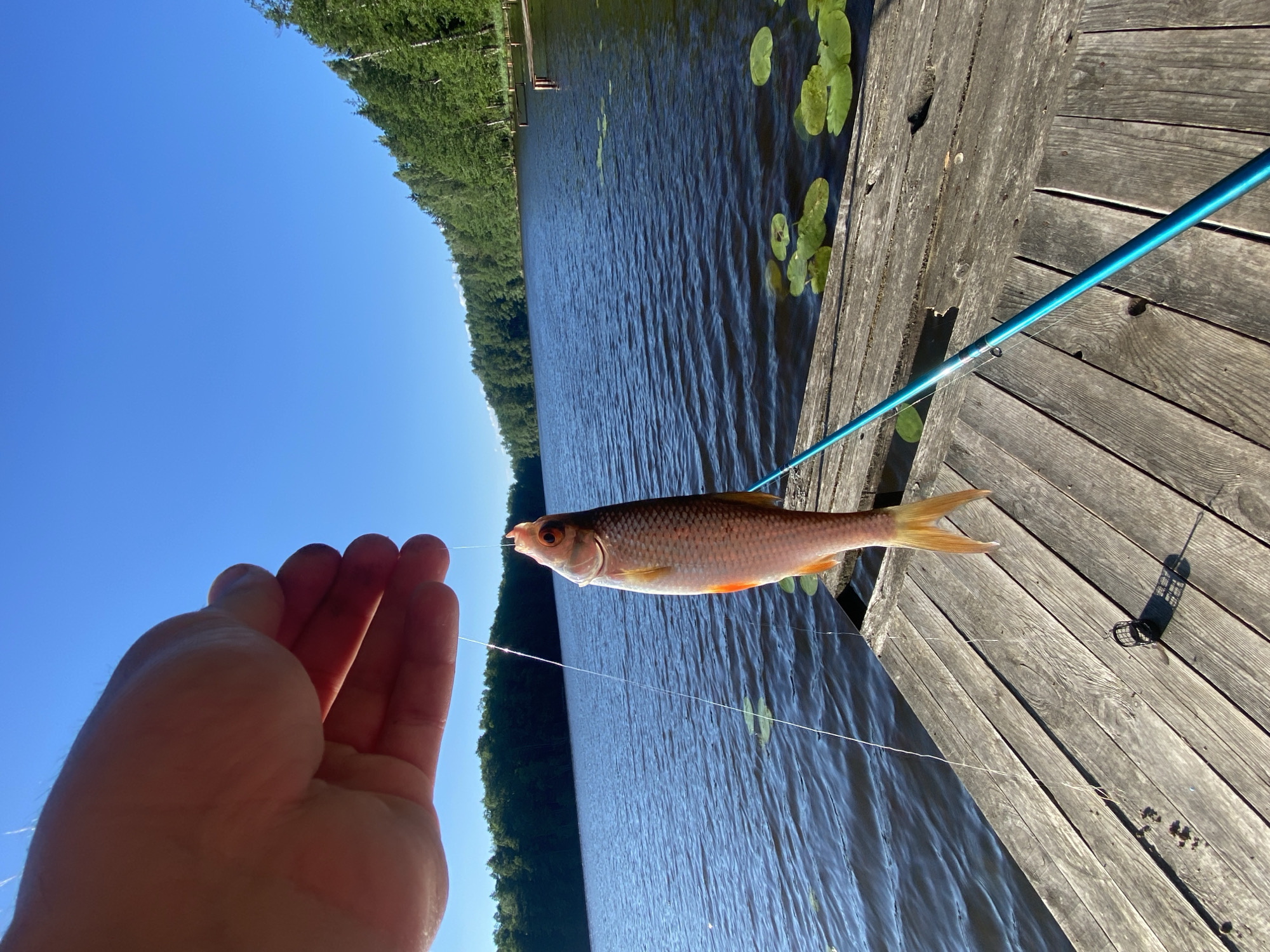 This media file captures a close-up view of a small fish being held by a person's hand, attached to a fishing line. The fish, with its scales shimmering and fins extended, is the central subject. The hand, a portion of a person's arm, and the fishing line are also visible.
The scene unfolds outdoors, with a body of water, likely a lake, occupying the background. The water is dark blue and shows ripples, suggesting a gentle breeze. Lily pads float on the surface. Beyond the water, a dense, green forest lines the shore, and a clear, bright blue sky dominates the upper portion of the image.
A wooden dock or pier is visible on the right side, with weathered planks. A blue fishing rod is partially seen, resting on the dock. The overall impression is of a serene, sunny day, possibly late morning or early afternoon given the bright sunlight casting shadows. The activity depicted is fishing.
The image is oriented sideways, with the sky appearing on the left and the water and dock on the right. No visible text is present in the image. The setting is consistent with a natural, lakeside environment in a rural area, with the provided location context of Азёрскі сельскі Савет, Belarus, further specifying the locale.