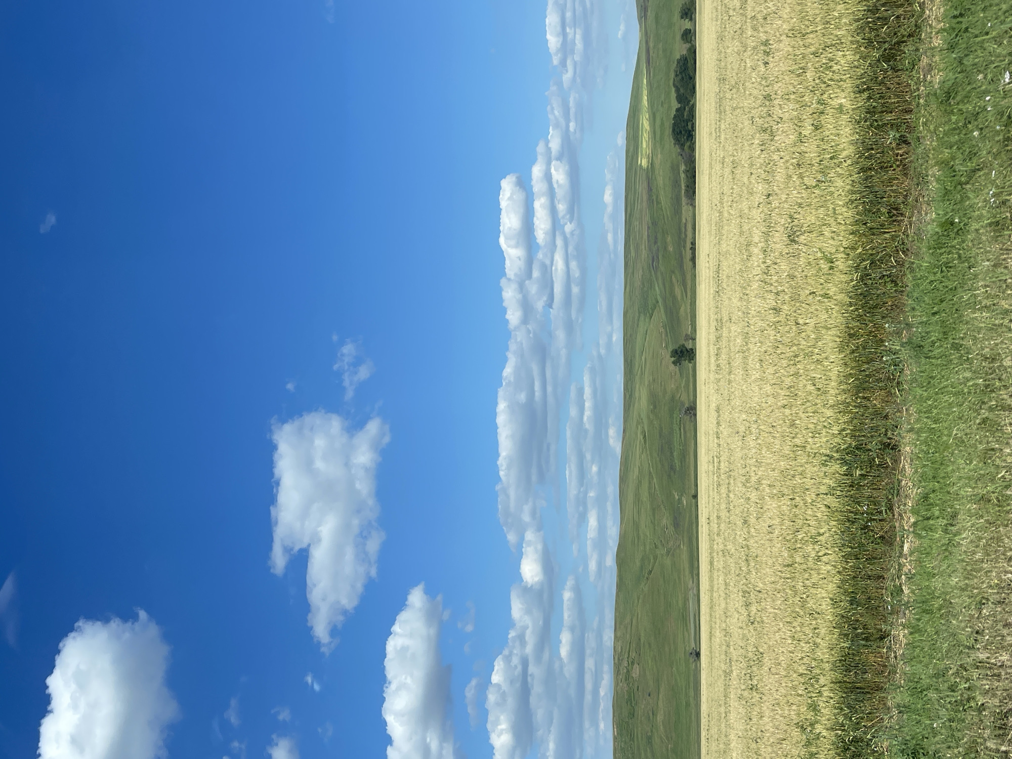 The image depicts a vast, golden field of ripe wheat stretching towards rolling green hills under a vibrant blue sky dotted with fluffy white clouds. The field is in the foreground, with the sunlit wheat stalks forming a dense carpet. Beyond the wheat, the undulating landscape transitions to lush green grass, with a few scattered trees and shrubs visible on the slopes. The horizon is marked by the soft curves of the hills against the expansive sky. The scene is one of natural beauty and agricultural bounty, evoking a sense of peace and open space. The location is identified as the city of Donskoye, Russia.