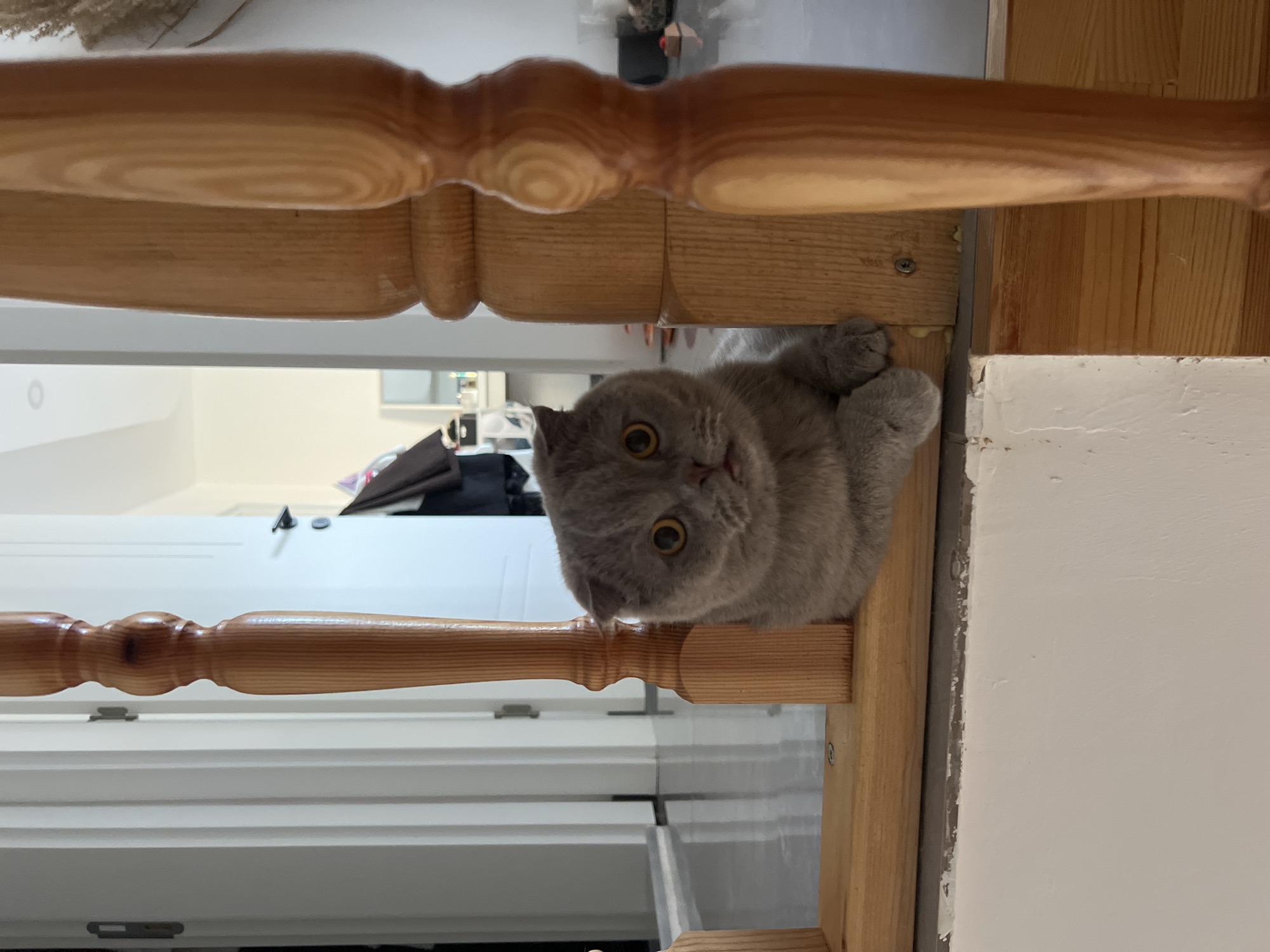 A grey Scottish Fold cat with large yellow eyes is lying on a wooden surface, looking directly at the camera. The cat is positioned between two wooden banisters of a staircase. The background shows a hallway with white doors and a reflective floor. The scene appears to be indoors, possibly in a residential setting in Aksu, Turkey.
