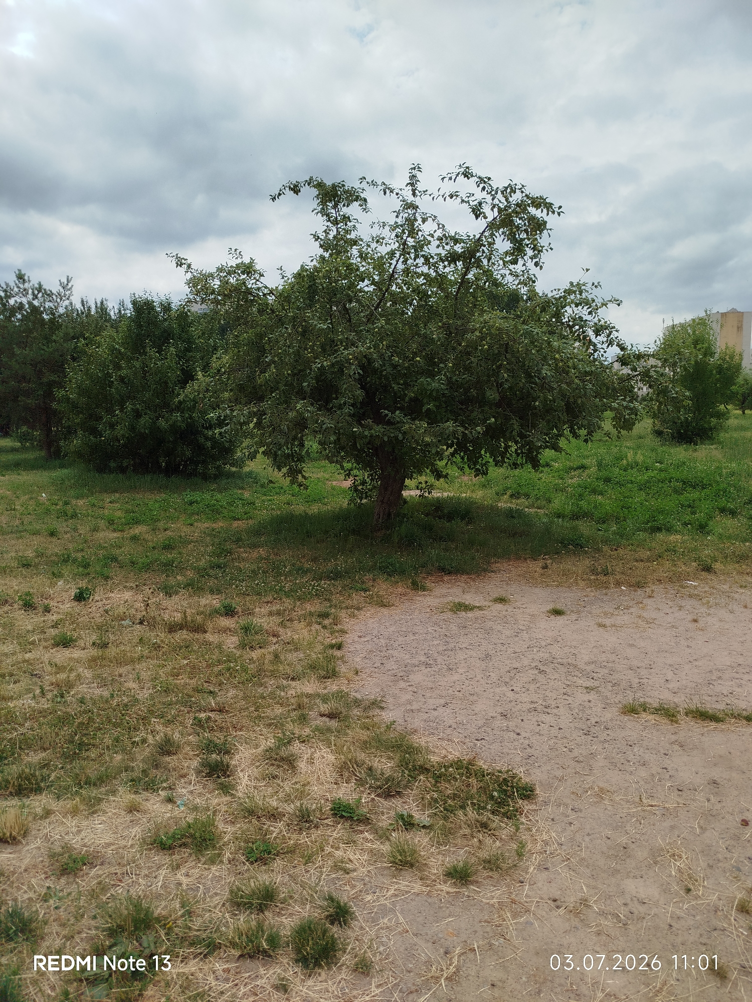 A medium shot captures an outdoor scene with a large, leafy tree centrally positioned. The ground in the foreground is a mix of dry, straw-like grass and sandy soil. To the left and behind the central tree, dense green bushes and some evergreen trees form a natural backdrop. In the far background, a portion of a light-colored building is visible on the right, suggesting an urban or suburban setting. The sky is overcast with grey clouds, indicating a possibly cool or humid day. The image includes text overlays in the bottom left and bottom right corners, reading "REDMI Note 13" and "03.07.2026 11:01" respectively. This scene is located in the city of Rahachow, Belarus.
