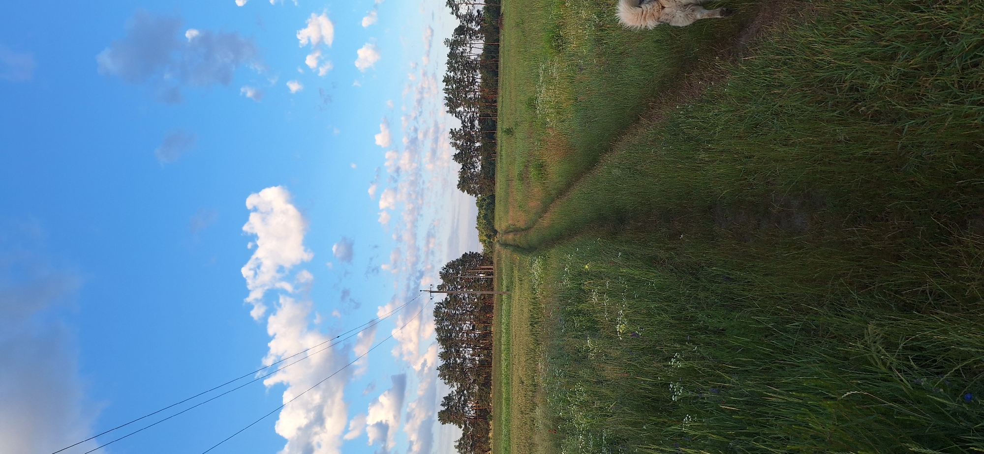 A vertical, eye-level shot captures a dirt road cutting through a verdant field of tall grass, wildflowers, and what appears to be cereal crops. The road meanders towards a dense line of pine trees that stretches across the horizon, forming the backdrop of the scene. A utility pole with power lines crossing the sky stands to the left of the road. The sky above is a vibrant blue, dotted with fluffy white clouds that are beginning to show hints of pink from the setting sun. On the right side of the frame, the hindquarters of a large, fluffy dog are visible, suggesting its presence in the scene. The lighting indicates it is late afternoon or early evening.