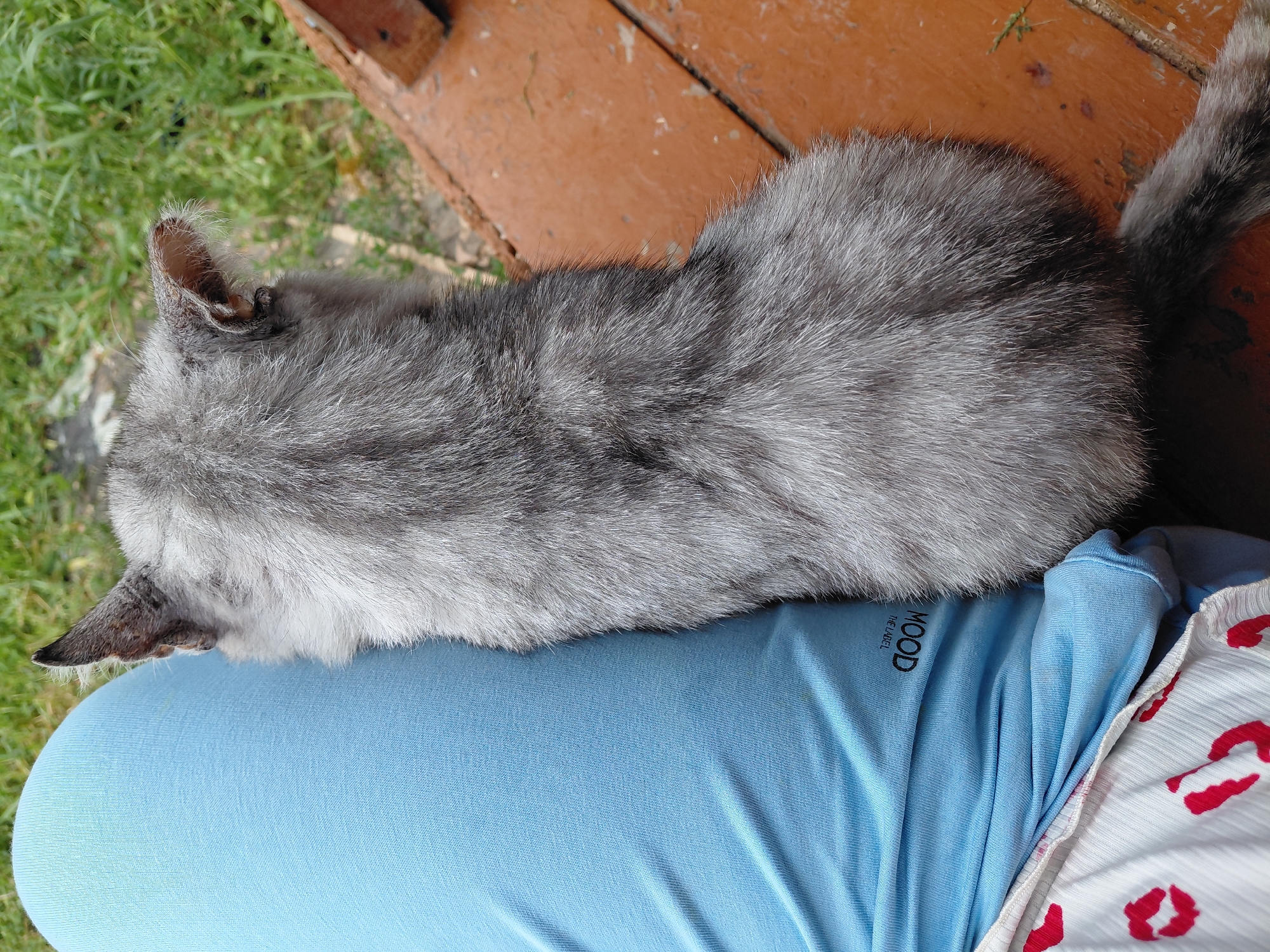 A dorsal view shows a grey tabby cat resting on the lap of a person wearing light blue pants with a white hem adorned with red lip prints. The cat's fur is a mixture of light and dark grey with black tabby markings on its back and tail. Its ears are pointed and alert, with tufts of fur at the tips. The person's pants have a small black logo with the word "MOOD" in stylized font. The background consists of a wooden surface painted brown and out-of-focus green grass. This scene is likely occurring outdoors, possibly in a yard or garden, in Malinovka, Russia.