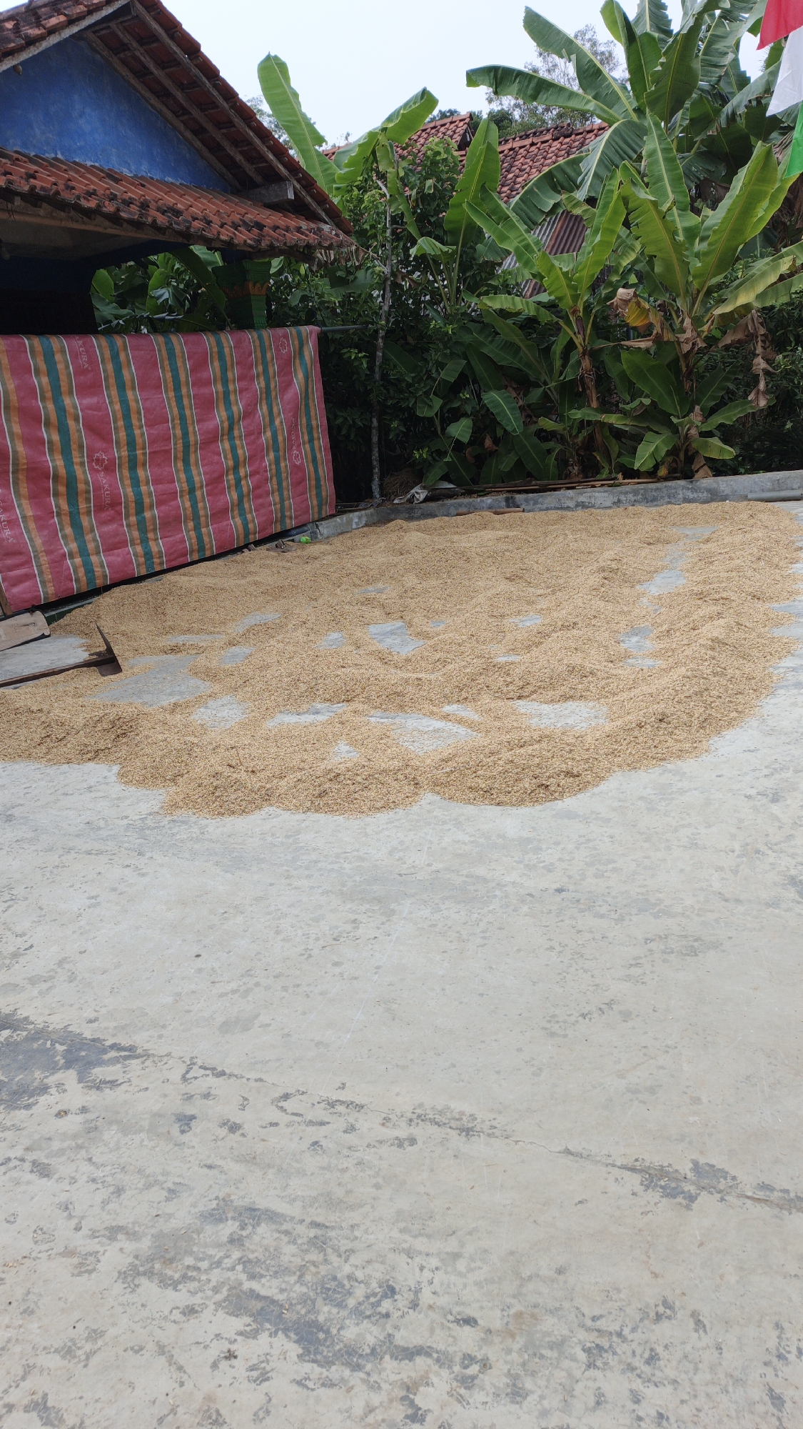 In the city of Gunungreja, Indonesia, a concrete yard is used for drying a large pile of rice husks. The husks are spread thinly across the surface, indicating they are in the process of being dried by the sun. To the left, a colorful, striped mat is leaning against a building with a blue wall and a terracotta-tiled roof. Behind the mat, a dense cluster of lush green banana trees dominates the scene, with more trees and rooftops visible in the background. The sky appears overcast, suggesting the drying process may be ongoing. The overall impression is one of agricultural activity and rural life.
