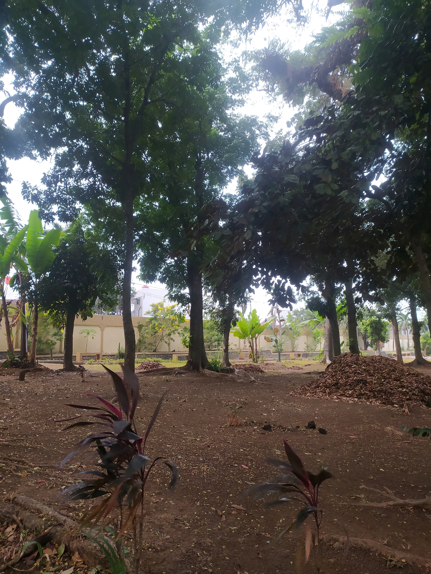This image depicts an outdoor scene at a park or garden in Sokaraja, Indonesia. The foreground is dominated by dry, dark brown soil scattered with fallen leaves and some exposed roots. In the mid-ground, a pile of dried leaves and debris sits to the right. Several trees with lush green foliage are prominent throughout the scene, with some branches reaching towards a bright, overcast sky. To the left, there are large banana plants with broad green leaves. In the background, a low, light-colored wall runs horizontally, with some buildings visible beyond it. A few smaller plants and benches are also scattered around the area. The overall impression is that of a natural, somewhat unkempt, outdoor space.
