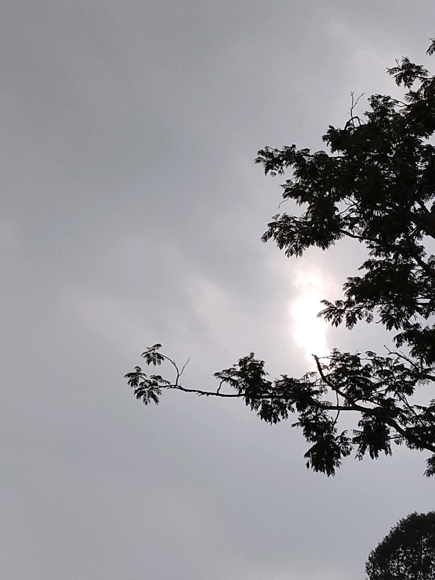 The image shows a silhouetted tree against an overcast sky. The sun is partially visible through the clouds and tree canopy, creating a bright spot in the center right of the image. The branches of the tree are dark and leafy, with some smaller branches extending to the left. The sky is a uniform gray. This scene is not specific to any particular location in the city of Padang Dalom, Indonesia, and there are no people or identifiable objects present.