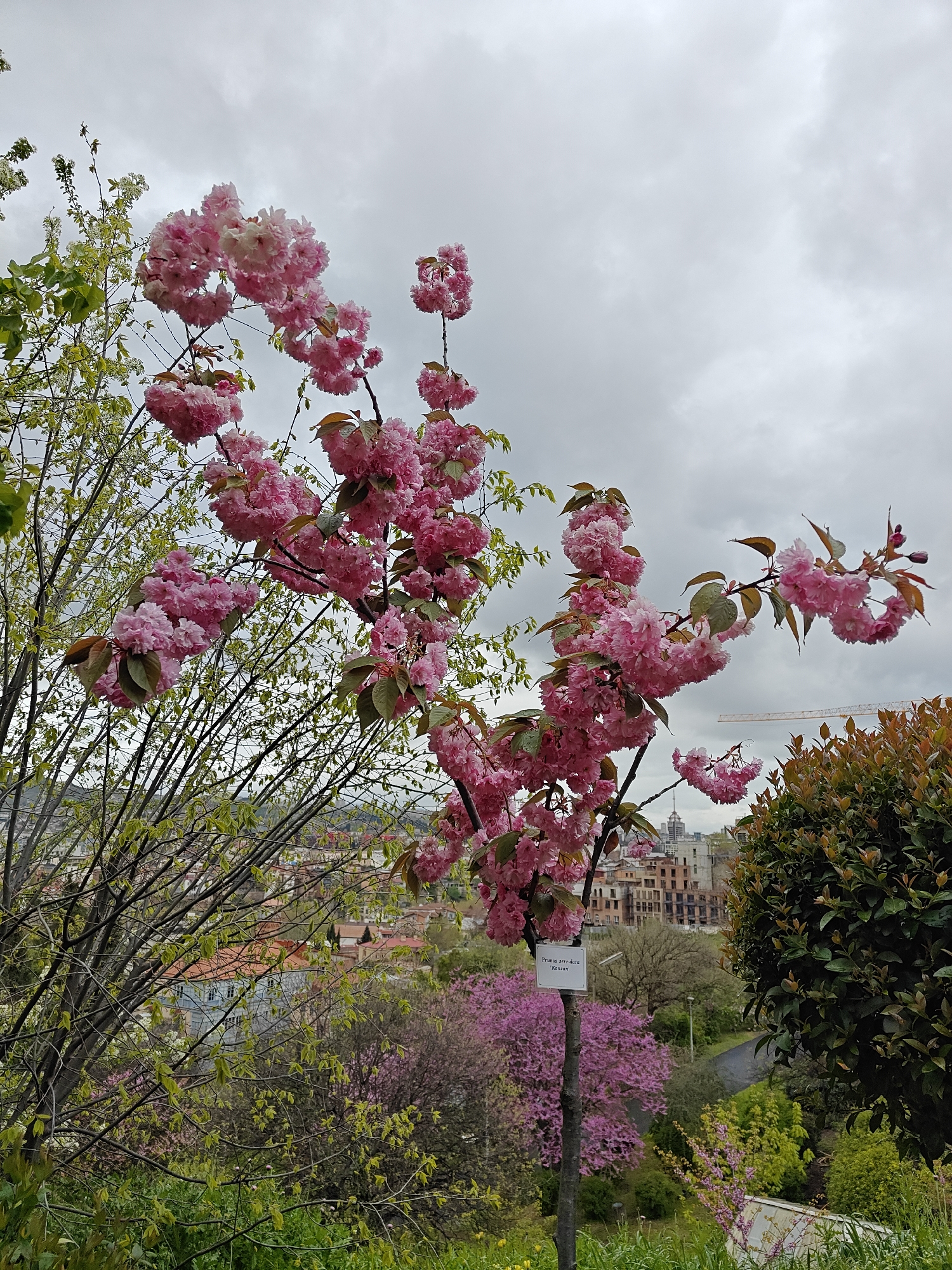 The media file presents a scenic, elevated view of a city during springtime, likely a park or botanical garden in Tbilisi, Georgia. The foreground is dominated by a tree in full bloom, featuring abundant clusters of bright pink, double-petaled flowers. Its branches, some bare and others with fresh green leaves, weave across the frame. To the left, another tree with light green foliage and small white blossoms is visible, while a dark green bush with reddish-brown new growth borders the right side.
A white rectangular sign is attached to the trunk of the prominent pink-flowered tree, clearly bearing the text "Prunus serrulata 'Kanzan'". Below this tree, several other trees with vivid magenta-purple blossoms add another layer of color to the landscape, contrasting with various shades of green foliage.
Beyond the lush greenery, the cityscape unfolds, featuring a mix of buildings with diverse architecture and roof colors. A construction crane is visible in the distance, suggesting urban development. A paved road or path winds through the lower part of the scene. The sky is overcast with gray clouds, indicating a cloudy day, possibly in the late morning or afternoon. The overall scene captures the vibrant beauty of spring blossoms against an urban backdrop, evoking a sense of tranquility and natural splendor.
