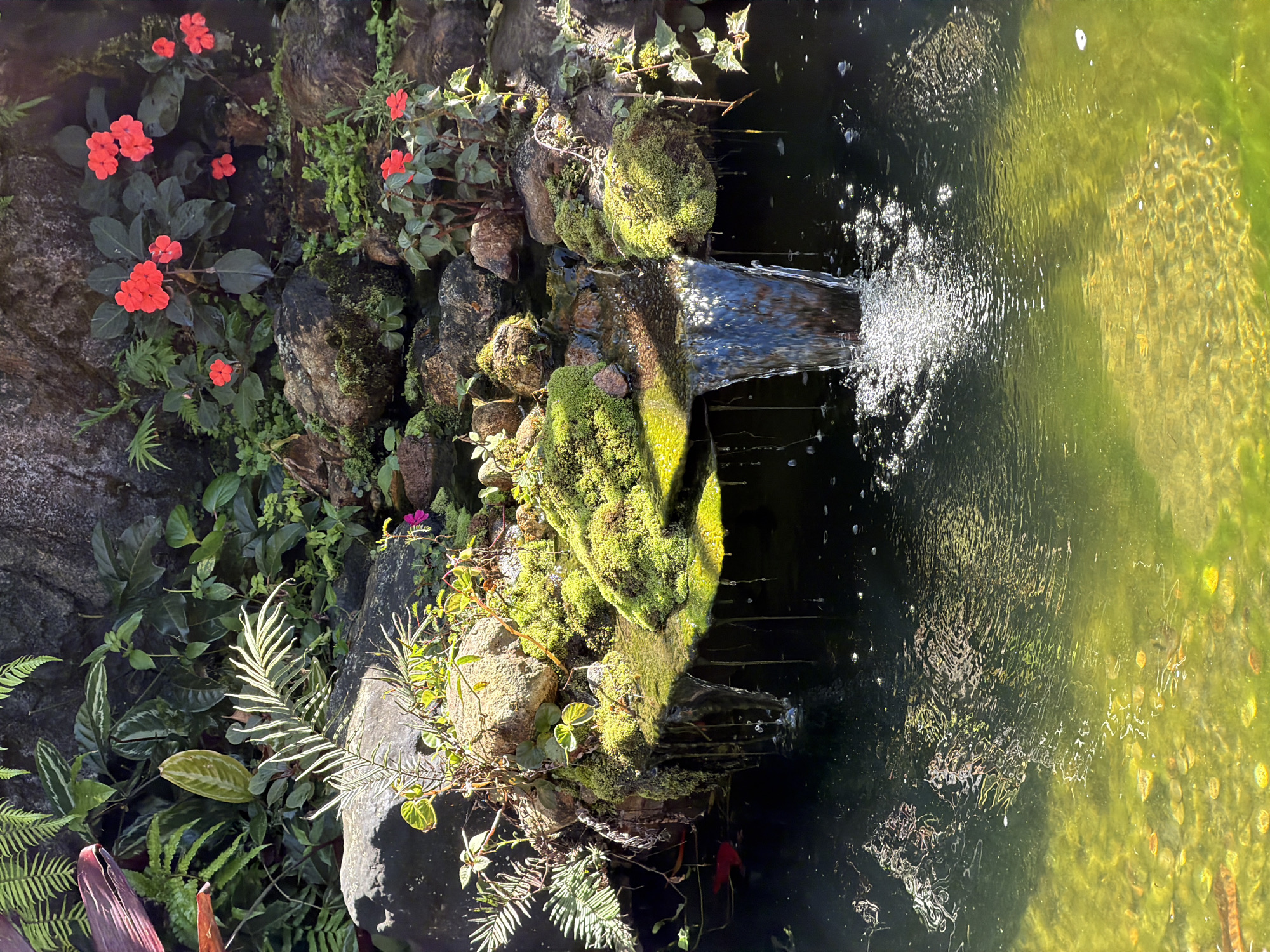 This is a photograph of a small, moss-covered waterfall cascading into a shallow pond. The waterfall is surrounded by lush green vegetation, rocks, and red flowers. The pond water is murky and green, with sunlight reflecting off its surface. The scene appears to be located in a naturalistic garden setting, possibly at a botanical garden or a private residence. The specific location in Baturiti, Indonesia, is not evident from the image itself, but the lush greenery suggests a tropical or subtropical climate. There are no people or animals visible in the photograph, and no specific actions or interactions are depicted. The image captures a peaceful, serene moment in nature.