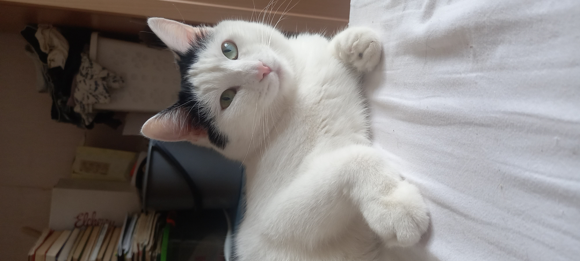In Izhevsk, Russia, a black and white cat with green eyes is lying on a white surface. The cat is facing the camera, with its head tilted slightly. In the background, there are shelves with books and a laundry basket filled with clothes. The lighting suggests an indoor environment, possibly a home.