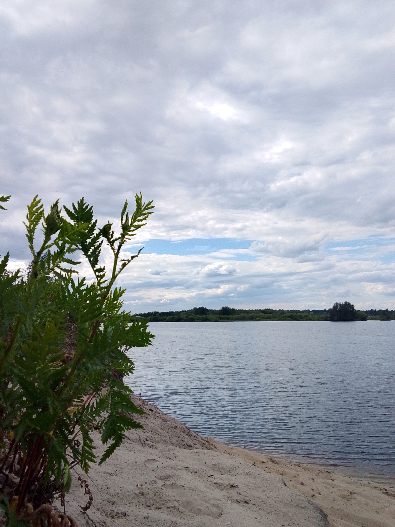 The media file depicts a tranquil lakeside scene on an overcast day. In the foreground, a lush green plant with feathery leaves dominates the left side of the frame, its reddish stems providing a contrast to the vibrant foliage. The plant appears to be growing on a sandy embankment that slopes down towards the water.
The lake itself occupies the middle and right portions of the image, its surface rippled by a gentle breeze. The water is a muted blue-gray, reflecting the cloudy sky above. Across the lake, a distant shoreline is visible, lined with a dense band of dark green trees. A small, tree-covered island or peninsula juts out into the water on the right side of the frame, adding a point of interest to the landscape.
The sky is filled with a heavy, textured blanket of gray clouds, interspersed with patches of lighter sky, suggesting a diffused, cool light. The overall mood is peaceful and serene, evoking a sense of quiet solitude. There is no visible text or discernible activity taking place. The time of day appears to be daytime, given the ambient light. The location is likely a natural area with a body of water and sandy shores, possibly a quarry lake or a large natural lake.