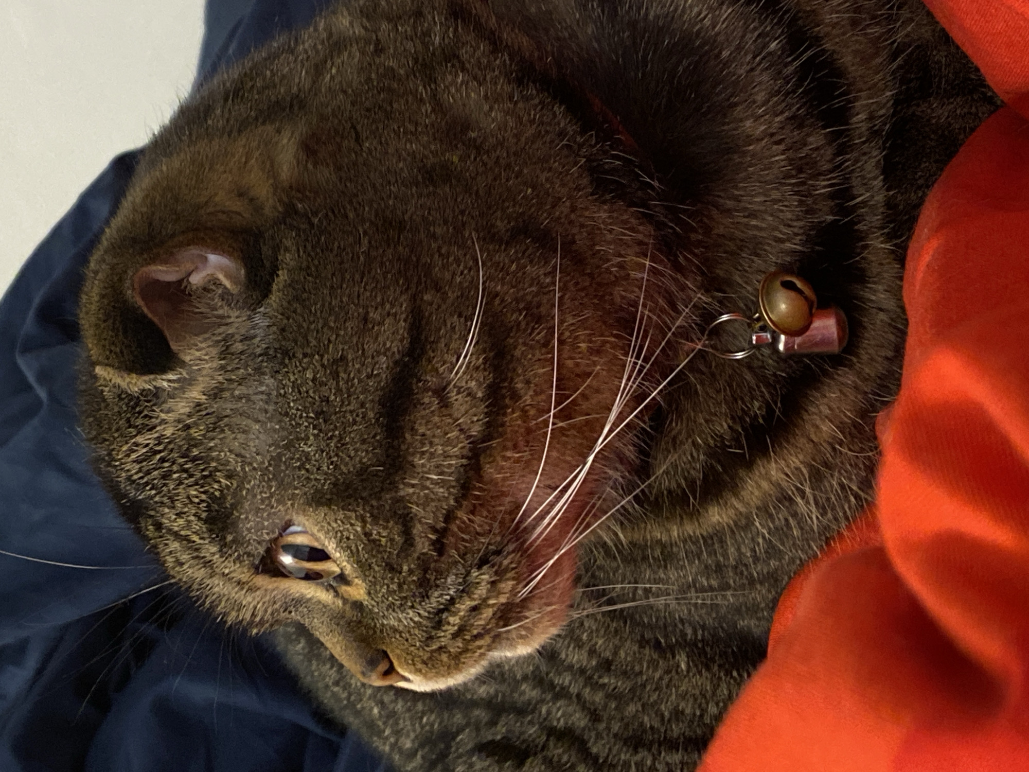 A close-up shot shows a tabby cat lying down on a dark blue surface, with a vibrant orange fabric draped over its body. The cat's fur is a mix of dark brown and black stripes. Its left eye, a striking blue-green, is partially visible, reflecting the light. The cat is wearing a red collar with a small brass bell and a tag attached. The bell is round with a small opening, and the tag appears to be metallic and rectangular. The cat's whiskers are long and white, fanning out from its muzzle. The overall lighting suggests it might be indoors, possibly in a cozy setting, given the close-up nature of the shot and the cat's relaxed posture. The scene evokes a sense of calm and comfort. No text is visible in the image. The location context is Purkersdorf, Austria.