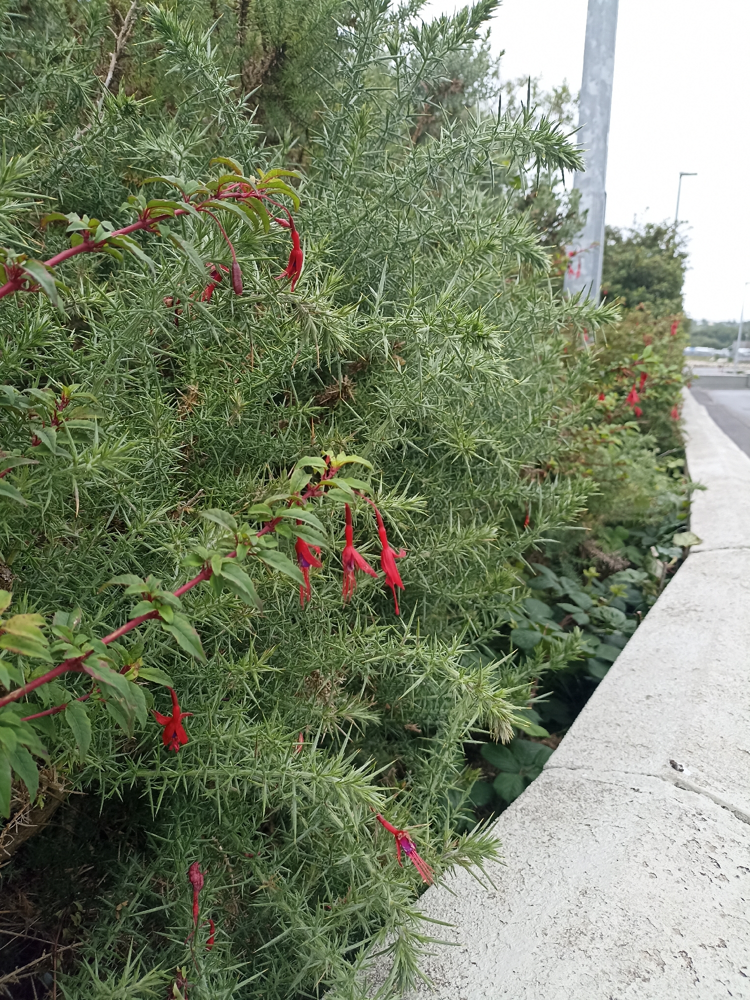 This is a medium shot, eye-level photograph of thorny green bushes with small, dangling red flowers. The bushes are positioned along a concrete embankment, suggesting a roadside or park setting. The embankment is rough and textured, with some signs of wear and tear. Beyond the bushes and embankment, a paved road is visible, curving to the right. A tall, gray metal pole, possibly a lamppost, stands to the right of the frame, casting a slight shadow. The sky is overcast, indicating a cloudy day. The vegetation appears lush and healthy, with a mix of dense green foliage and the delicate red flowers. The overall scene is natural and somewhat wild, despite its urban context. The photograph was taken in Annagry West, Ireland. There are no people or animals visible in the frame.