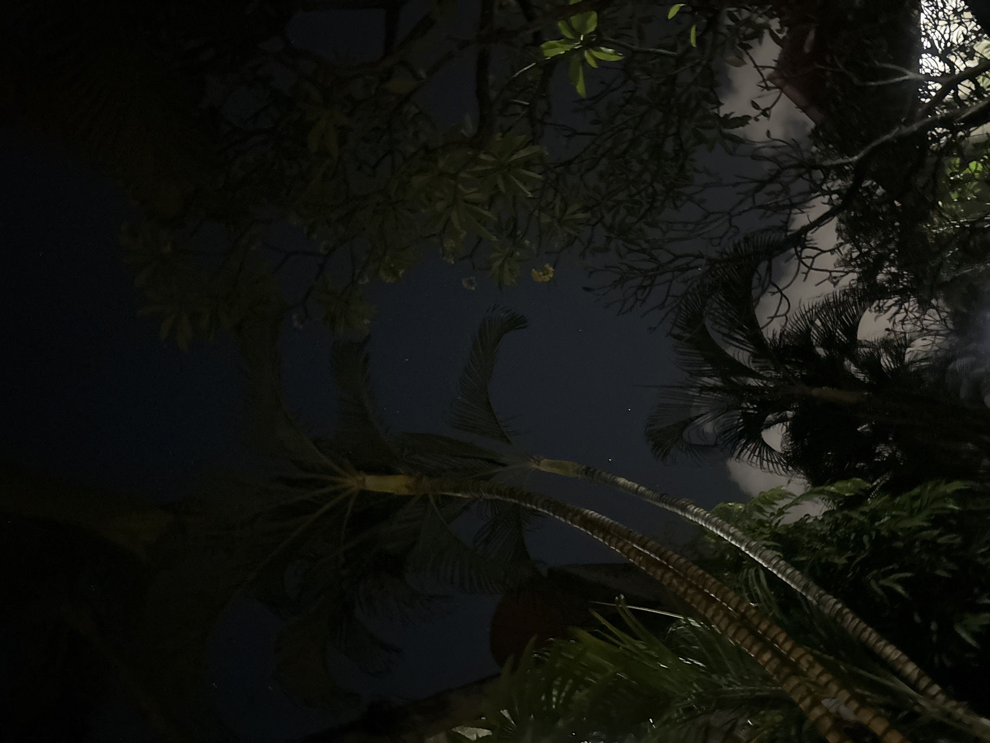 The image depicts an outdoor scene at night, viewed from below, looking upwards through foliage. The primary subjects are several palm trees, their fronds silhouetted against a dark night sky. The sky itself is partially obscured by clouds, which are faintly illuminated by an unseen light source, possibly the moon or artificial lighting. Some small, distant stars are also visible.
The perspective is unusual, as the trees appear to be growing downwards or the camera is positioned in a way that inverts the typical upward view. This creates a disorienting yet intriguing composition. The lighting suggests it is nighttime, likely after sunset. There are no visible people or specific objects beyond the natural elements of the trees and sky. The foliage is dense in some areas, with the leaves of the palm trees being the most prominent features.
The scene appears to be set in a tropical or subtropical environment, given the presence of palm trees. The specific mention of Denpasar, Indonesia, reinforces this tropical context. The overall mood is somewhat mysterious and serene, with the darkness and the upward-looking perspective contributing to this feeling. There is no visible text in the image. The weather appears to be clear enough for stars to be visible, despite the presence of clouds.