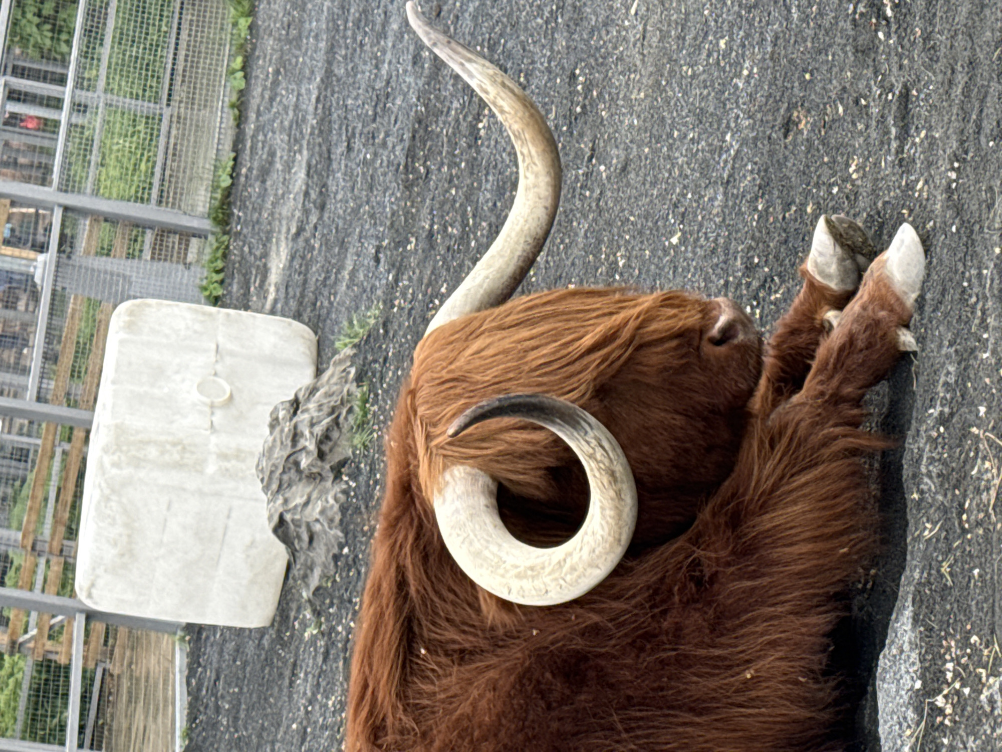 A highland cow lies on a grey asphalt surface with its legs sprawled. The cow is brown with long shaggy hair and large, curved horns, one pointing upwards and the other curling near its face. A large white rectangular object sits on the left side of the image, next to a dark rock. A metal fence can be seen in the background, along with some greenery. The photo was taken at the Moscow Zoo.
