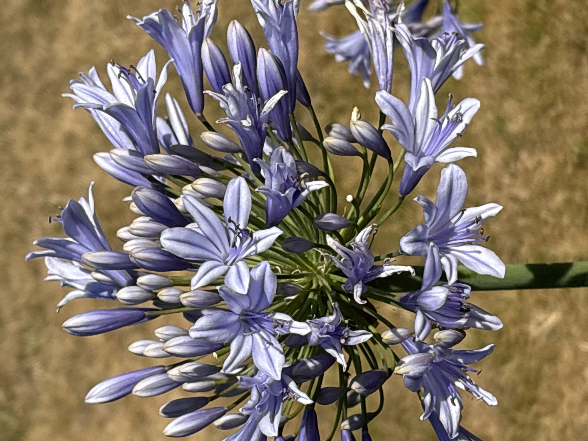 The image shows a close-up of a cluster of blue Agapanthus flowers. The flowers are in various stages of bloom, with some buds tightly closed and others unfurled to reveal delicate petals and stamens. The background is a blurred, dry, golden-brown surface, suggesting an outdoor setting, possibly a garden or park. The lighting appears natural, casting shadows on the petals and highlighting the texture of the flowers. The stem of the plant is a thick, vibrant green, contrasting with the lighter tones of the flowers and background. The image does not contain any people or discernible landmarks that would indicate its location within the city of Chelmsford, United Kingdom.