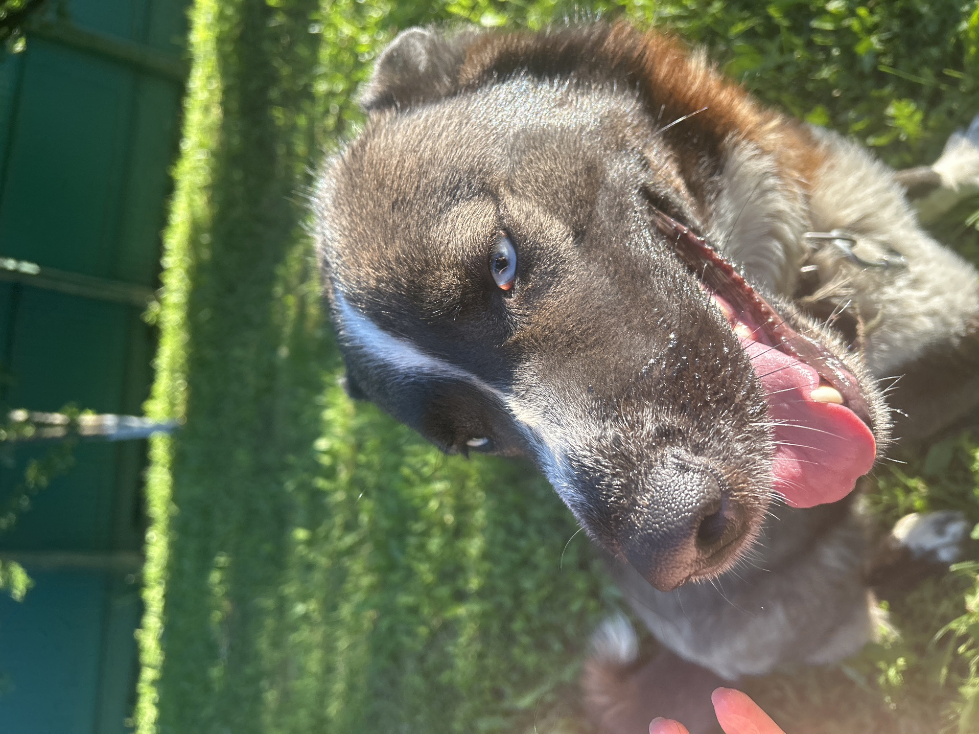 A close-up, upward-angled shot captures a dog with a black and white coat, its mouth open and tongue extended, suggesting it might be panting. The dog's eye color is a striking blue. The dog appears to be outdoors on a grassy surface, possibly in a yard or park. A green fence or structure is visible in the background. The dog is wearing a collar with a metallic leash attached. A human hand is partially visible in the lower right corner. The location of the image is not specified.