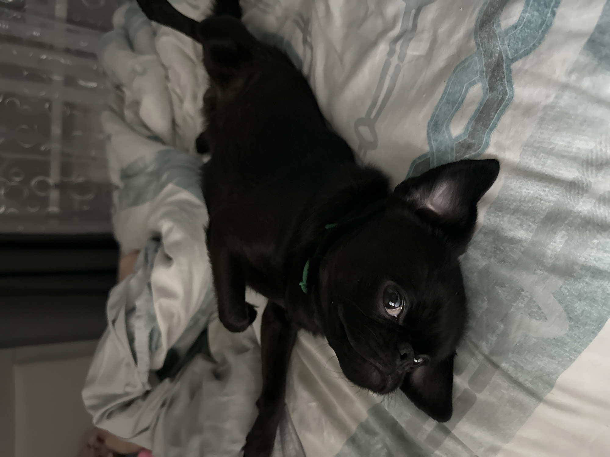 A black pug lies on its back on a bed covered with patterned bedding. The dog wears a green collar. The location in the city of Chaikovsky, Russia cannot be determined from the image.