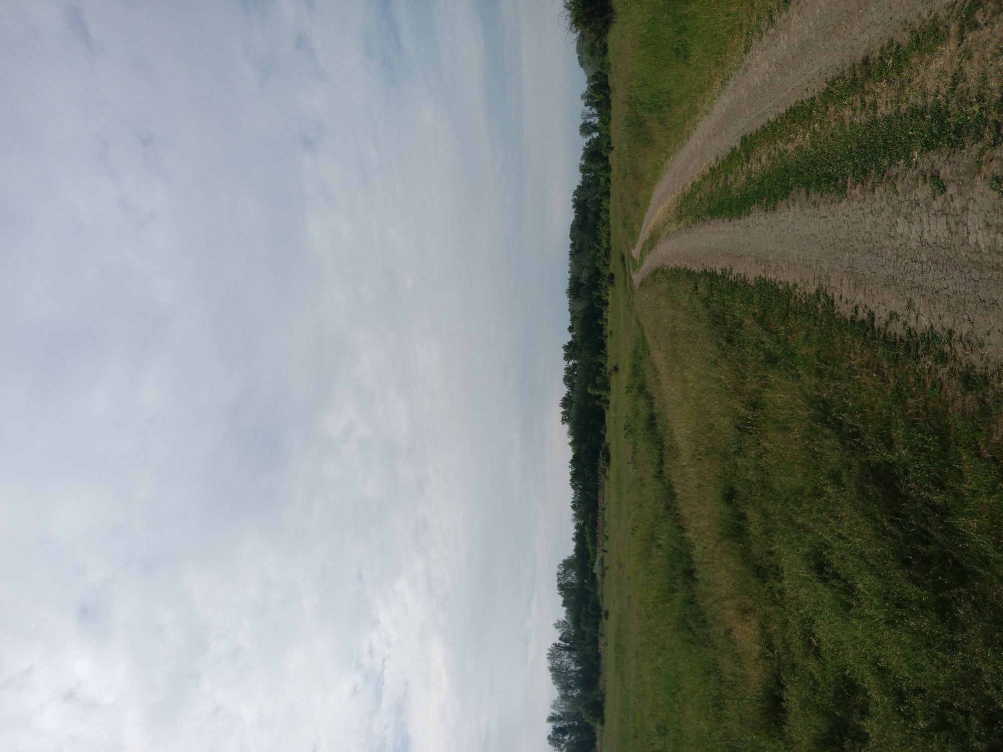 The image displays a serene natural landscape, primarily composed of a sky, a winding dirt path, and expansive green grasslands. The perspective shows a horizon line, with the sky above and the ground below.
The upper portion of the frame is dominated by a bright, light blue sky with scattered, soft white and grey clouds, suggesting an overcast or partly cloudy day with diffused sunlight. Beneath the sky, a dense line of dark green trees forms a natural horizon, stretching horizontally across the middle distance of the image.
The lower half to two-thirds of the photograph features lush green grass, varying in shades from vibrant to olive green. A prominent dirt path, light brown with visible cracks and patterns, cuts through the grassy terrain. This path appears well-worn, possibly showing multiple tracks or ruts, and curves from the foreground towards the center-left, disappearing into the distance near the tree line. The path is bordered by tall grass on both sides.
There are no people or animals visible, and no specific activities are taking place, emphasizing the solitude and natural beauty of the environment. The time of day appears to be daytime, likely morning or afternoon, given the overall brightness and soft lighting conditions. No text is visible in the image.