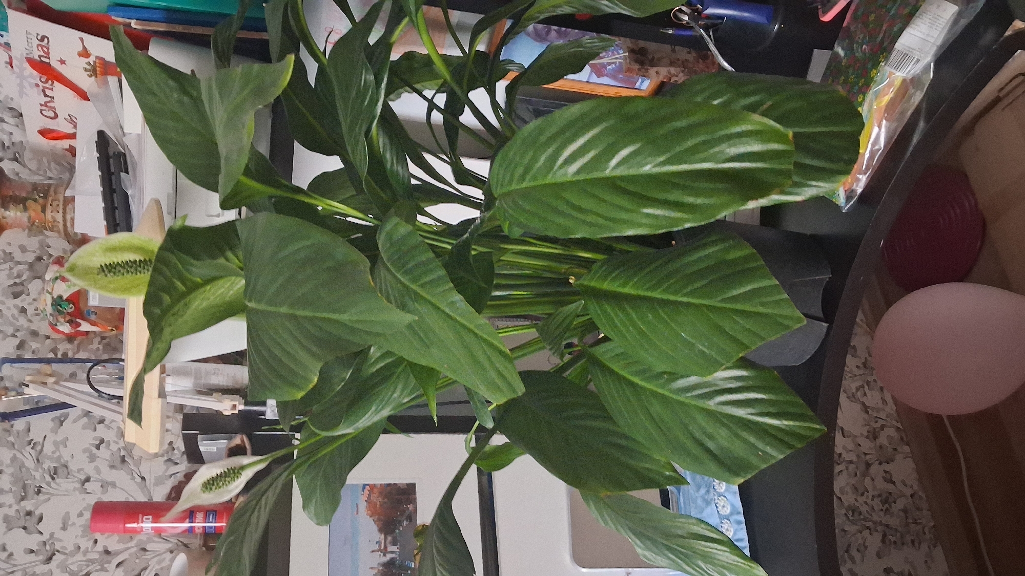 The image displays an indoor scene, possibly a room in Koltsovo, Russia, featuring a large, healthy peace lily plant as the central subject. The plant has abundant, dark green, glossy leaves and two white spathes with green spadices, indicating it is in bloom. The peace lily is potted in a dark gray planter and is situated on a dark surface, likely a desk or shelf.
In the background, various objects are visible. To the left, a red aerosol can with white lettering is present. Above and behind the plant, a light-colored shelf holds decorative items, including a Christmas gift bag that reads "Merry Christmas" and possibly other festive ornaments. A keyboard is also visible on this shelf.
Further to the left, a framed picture or artwork depicting a scene with buildings and water can be seen. To the right of the plant, more objects are present, including a wooden-framed picture containing a person's face, and various stationery items like pens and scissors in a blue container.
The environment appears to be cluttered but organized, suggesting a living space or office. The wallpaper in the background has a patterned texture. In the foreground, a pink, oval object, possibly a lamp or a decorative sphere, and a red, textured mat are partially visible.