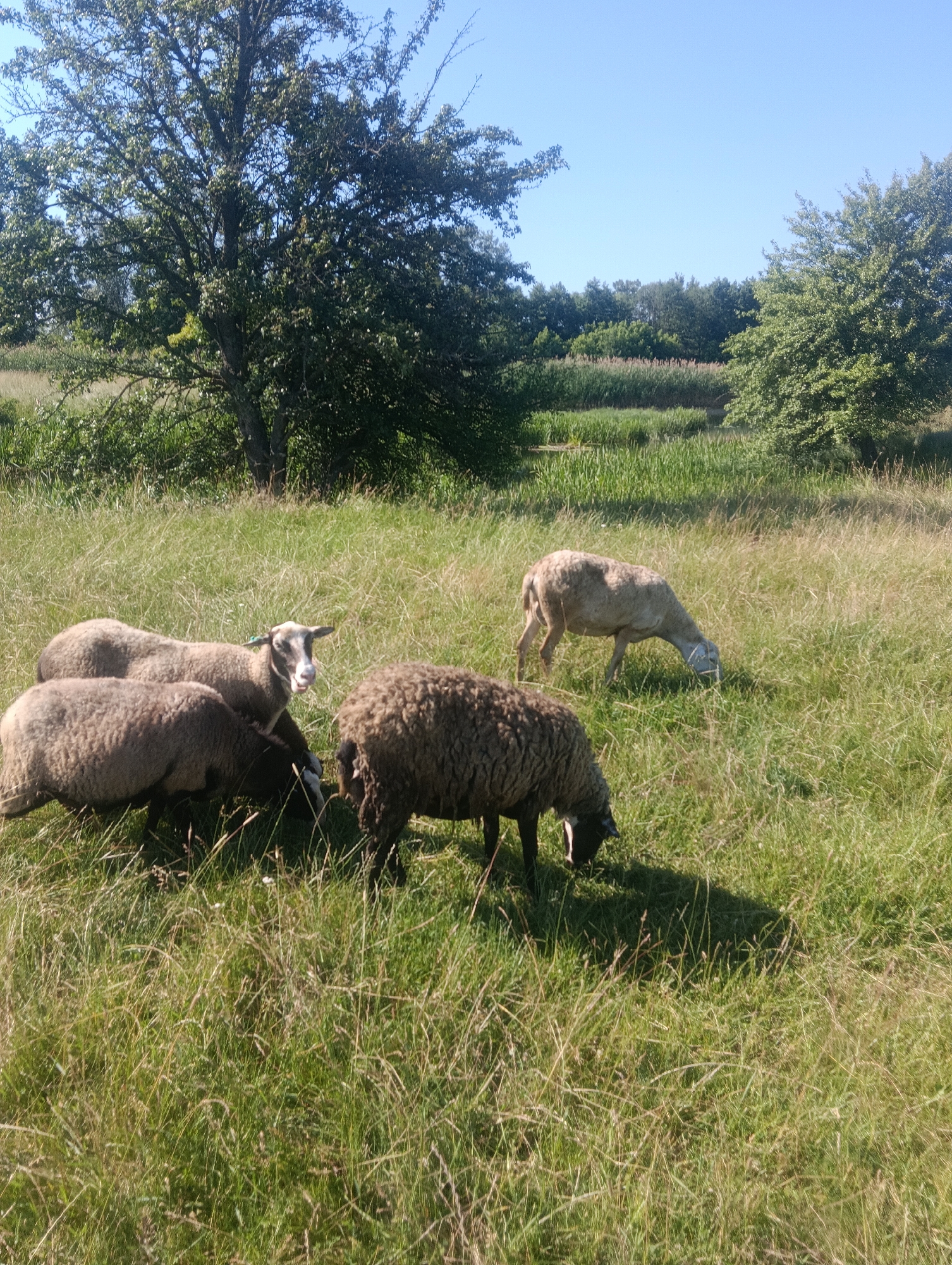 This is a landscape photograph of a grassy field with several sheep. The scene is bathed in bright sunlight, suggesting it is daytime, likely midday or afternoon given the clear blue sky and the shadows cast by the trees and sheep. The grass is tall and appears dry in some areas, indicative of a warm season.
In the foreground and mid-ground, four sheep are visible. Three sheep are clustered together on the left side of the frame. One of these sheep, with a white head and dark grey wool, is facing the camera and has its mouth open, as if bleating or panting. The other two sheep in this group are mostly obscured by each other, showing their woolly backs. To the right of this group, a fourth sheep with dark brown wool is grazing with its head down. Further in the background, a fifth sheep, lighter in color, is also grazing.
Behind the sheep, the field transitions into a lush green area with trees. A large, mature tree with a dense canopy stands prominently on the left side of the image, its branches reaching upwards. In the background, a line of trees forms a distant horizon, with a hint of a body of water or marshy area interspersed with reeds. The overall setting appears to be a rural or pastoral environment, possibly a pasture or farmland. The clear sky and bright light contribute to a peaceful and serene atmosphere. There is no visible text in the image.