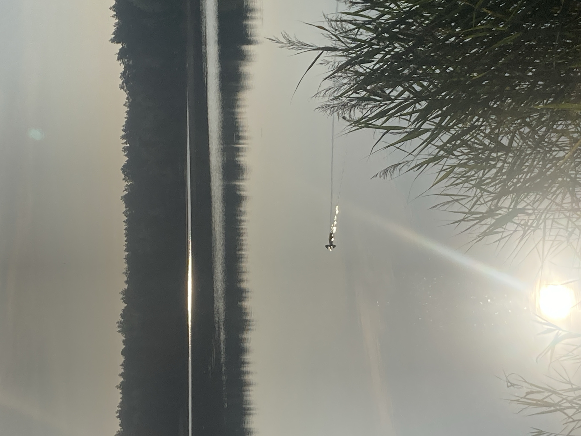 This is a photograph of a body of water, likely a lake, bordered by a dense line of trees in the distance. The sun is low in the sky, casting a bright reflection on the water's surface. A single duck is visible swimming in the water, leaving a wake behind it. Tall reeds are in the foreground on the right side of the image. The overall lighting suggests either early morning or late afternoon. The location is identified as Яглевіцкі сельскі Савет, Belarus.