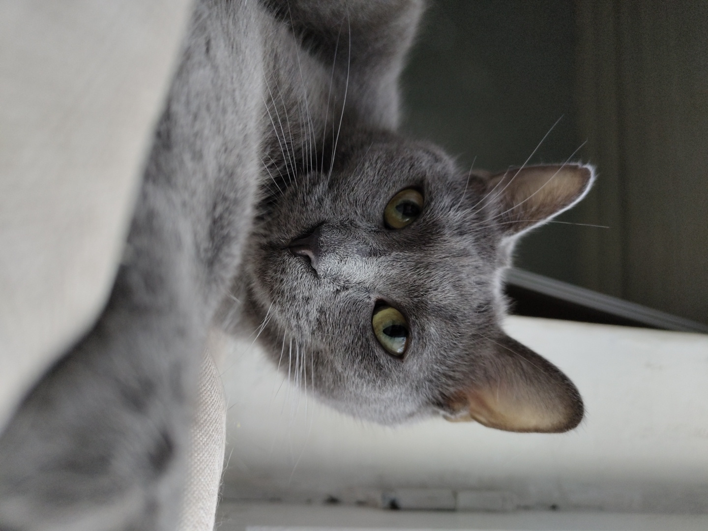 This is a close-up, upside-down, eye-level shot of a gray cat. The cat's head is tilted and its eyes are focused forward, looking directly at the camera. The cat has large, round, green eyes, a dark pink nose, and prominent whiskers. Its ears are perked up, and its fur is short and dense. The background is blurred, with areas of light gray and dark gray, suggesting an indoor setting. A portion of a light-colored, textured surface, possibly a piece of furniture or fabric, is visible on the left side of the frame, also out of focus. The lighting appears to be natural, possibly from a window, casting a soft illumination on the cat's face. There is no visible text in the image.