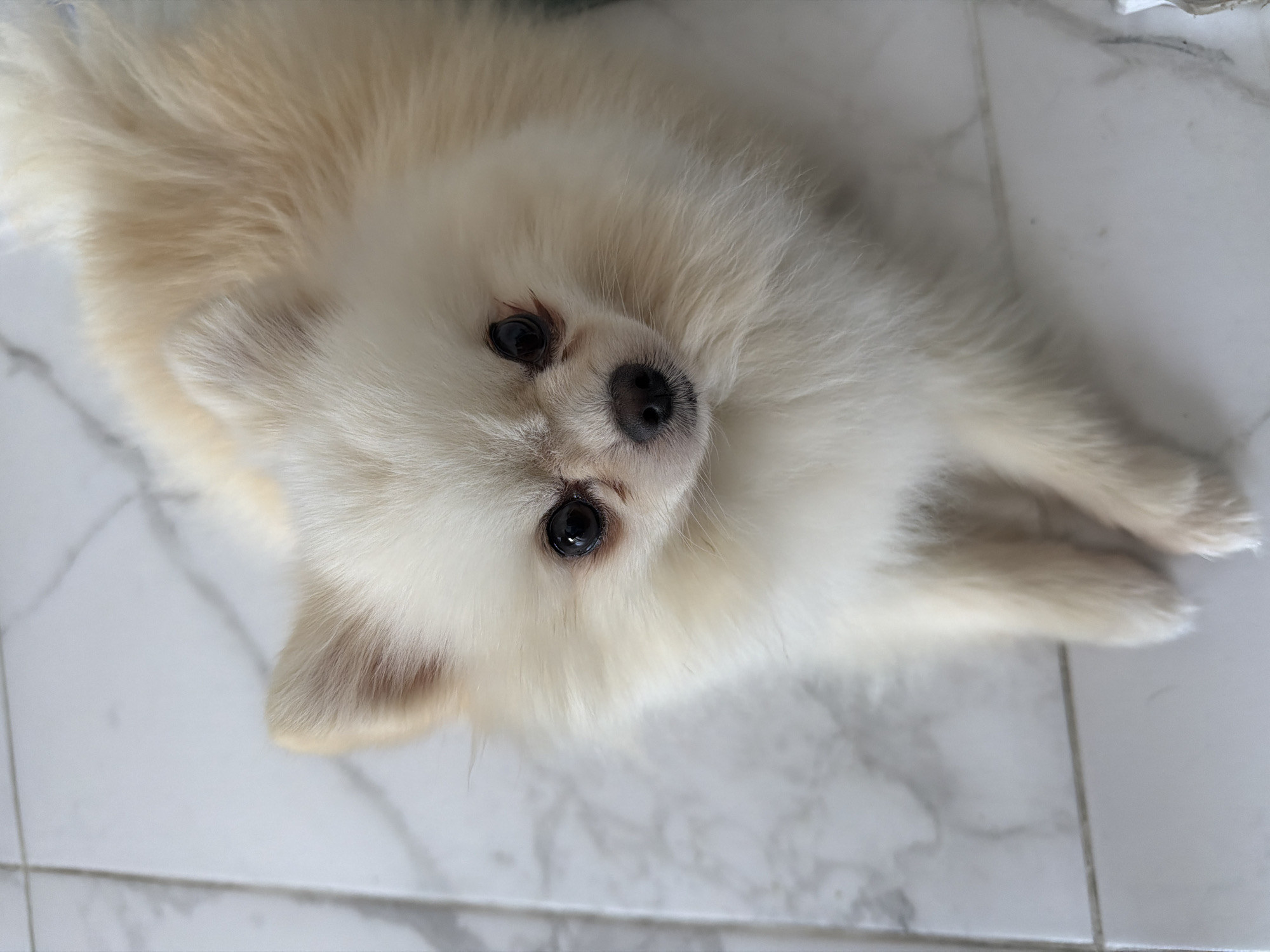 A cream-colored Pomeranian dog is lying on a white marble tiled floor. The dog is facing the camera with its head tilted slightly to the left. Its eyes are dark and round, and its nose is black and wet. The dog's fur is long and fluffy, and its front paws are resting on the floor in front of it. The floor is made of large, white marble tiles with grey veining. The lighting is bright and even, and there are no shadows visible. The image is a close-up shot, and the background is blurred.