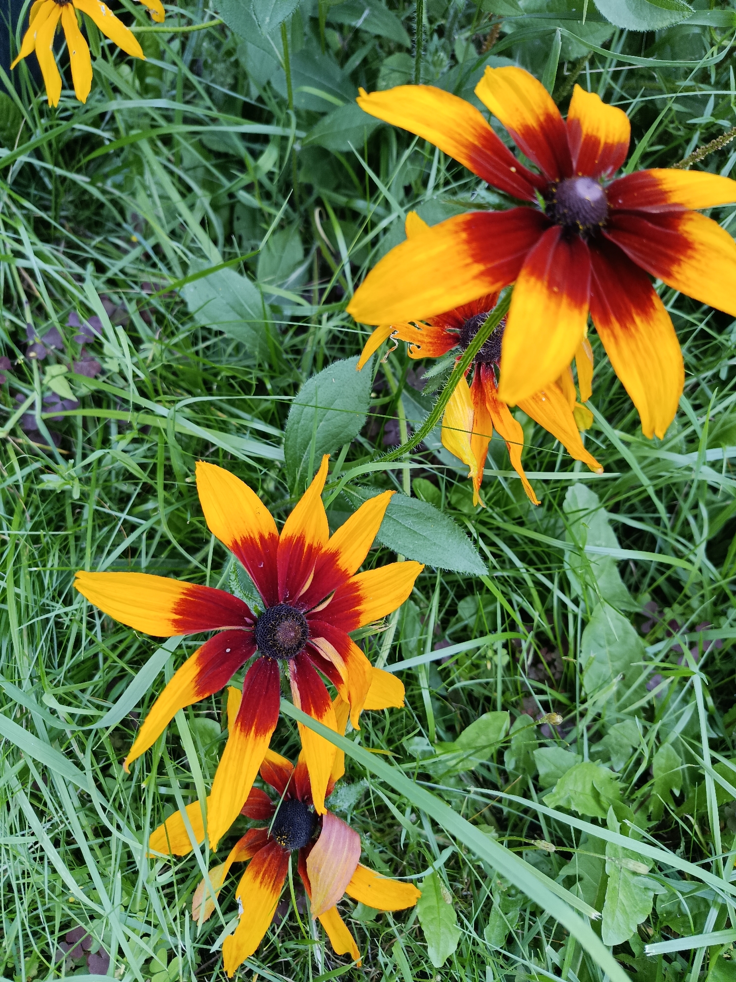The image shows a close-up of several Black-eyed Susans (Rudbeckia hirta) growing in a grassy area. The flowers have bright yellow petals with dark reddish-brown centers and bases. The grass is green and somewhat overgrown, with some other green foliage visible in the background. The image appears to have been taken outdoors, possibly in a garden or park. There is no indication of any specific location in the city of Verеya, Russia, or any people, actions, or interactions. The scene is a naturalistic depiction of flowers in their environment.